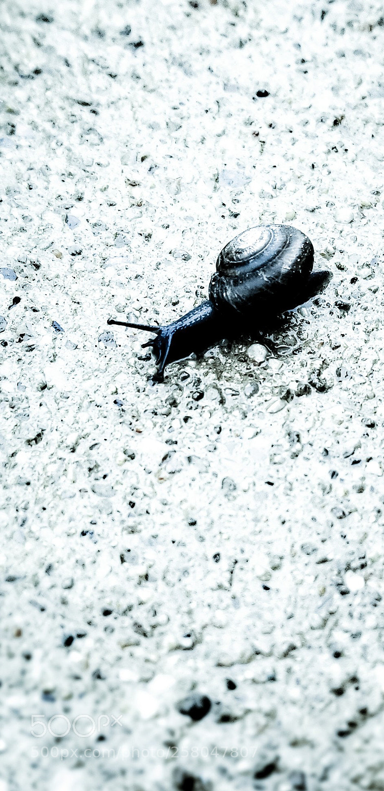 Samsung Galaxy S8+ sample photo. The littlest snail photography
