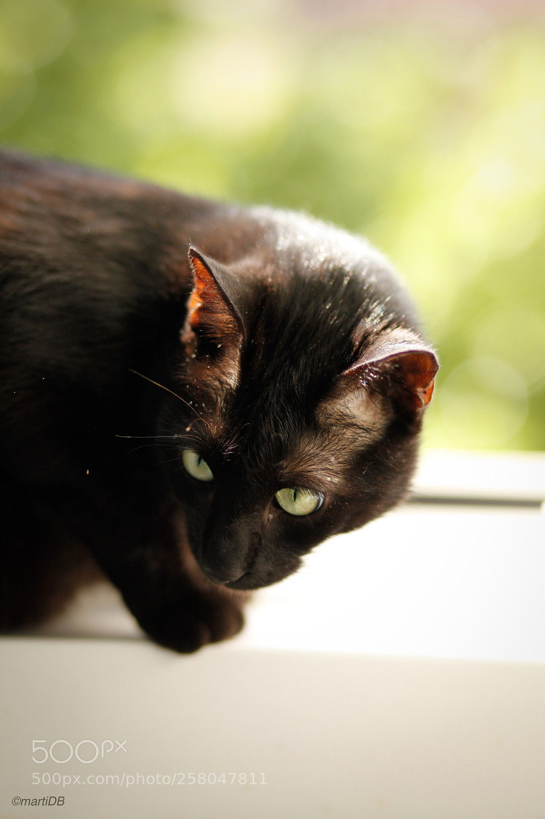 Canon EOS 5D Mark II sample photo. Little notte the cat.  photography