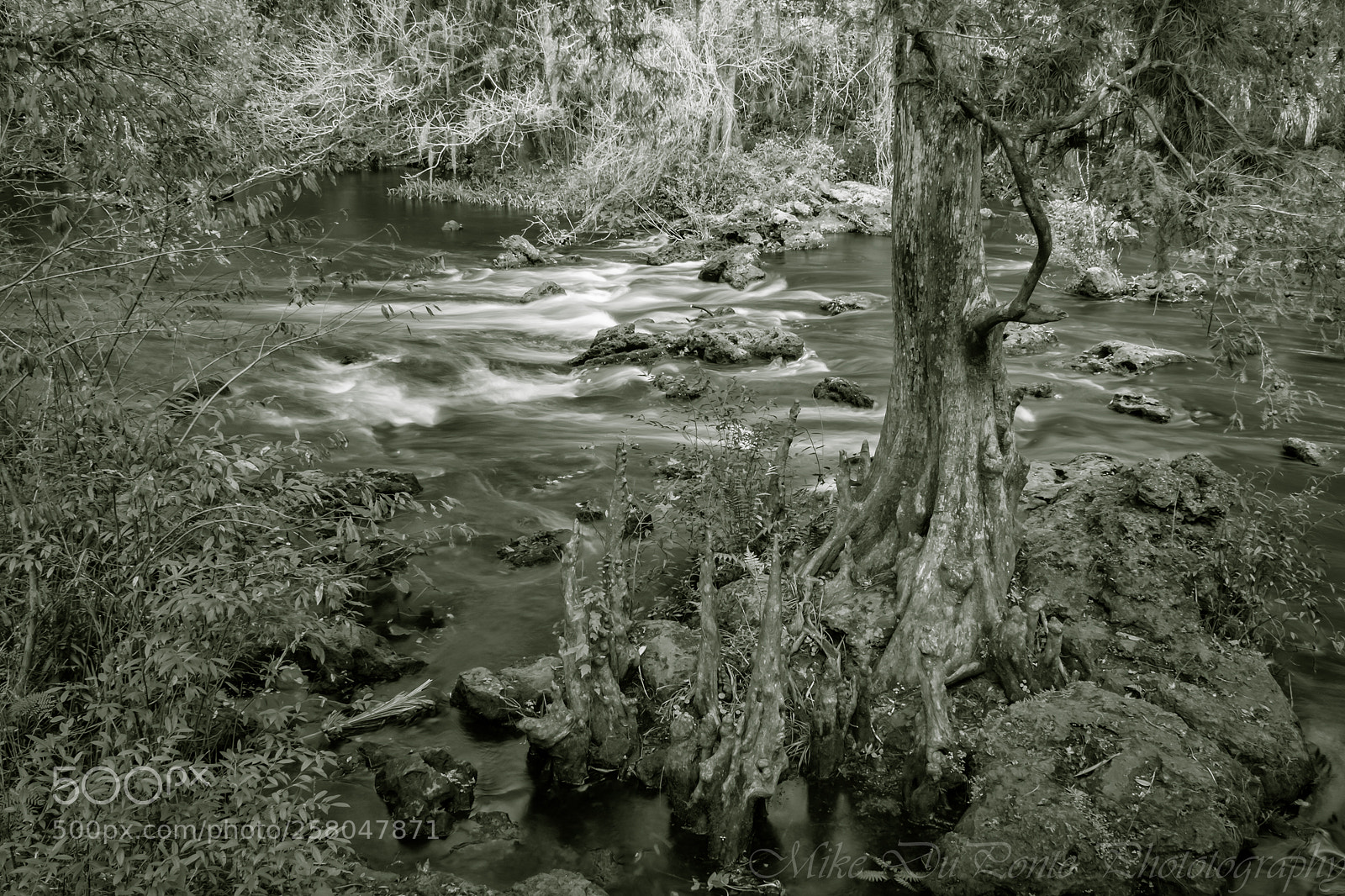 Canon EOS 450D (EOS Rebel XSi / EOS Kiss X2) sample photo. River guardian photography