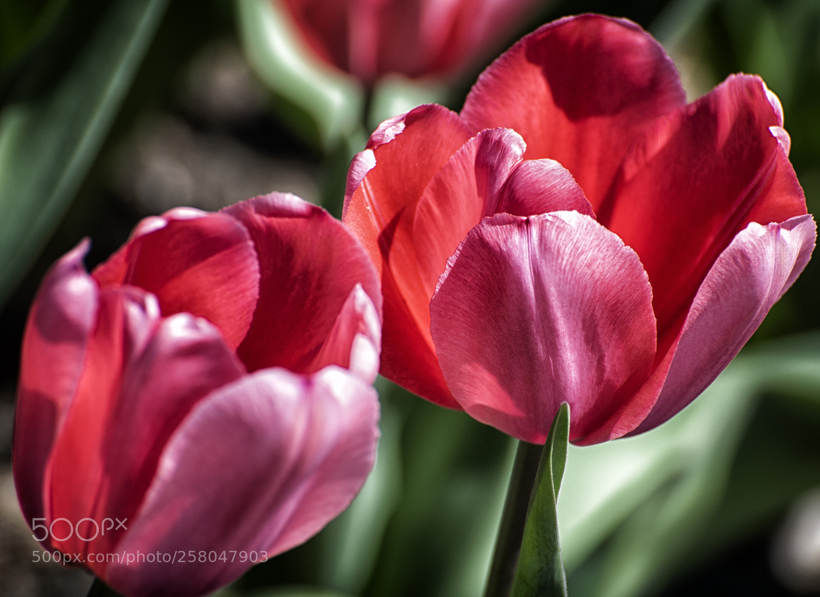 Nikon D810 sample photo. Tulips photography