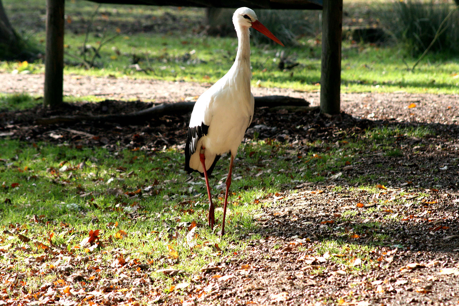 Canon EOS 400D (EOS Digital Rebel XTi / EOS Kiss Digital X) sample photo. Marching stork photography
