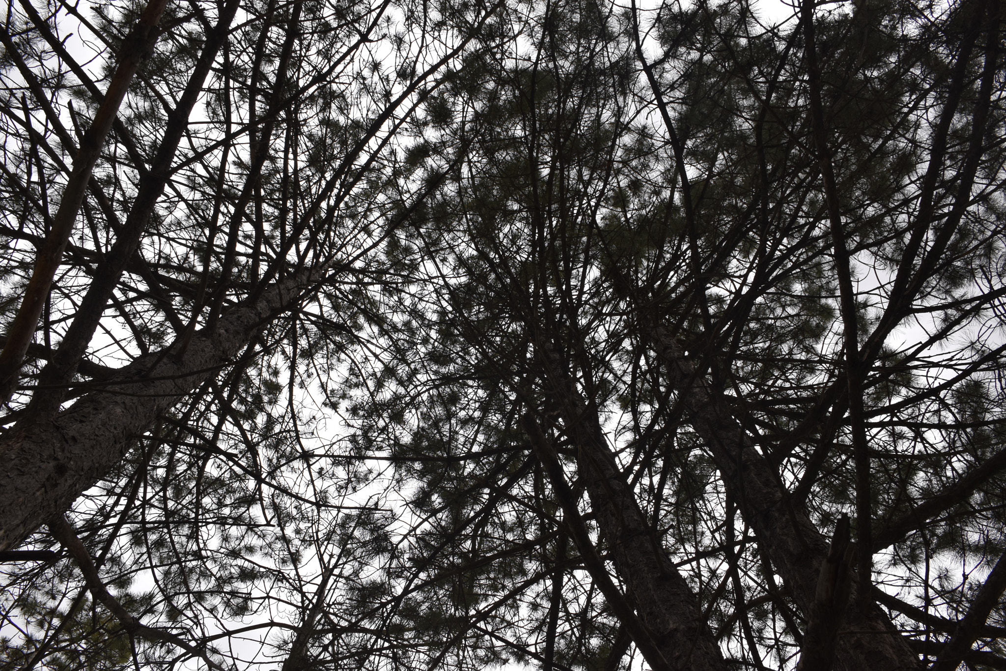 Nikon D5600 sample photo. Trees, trees and trees. photography