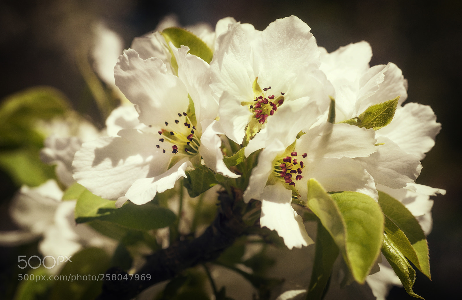 Nikon D810 sample photo. White cherry blossoms photography