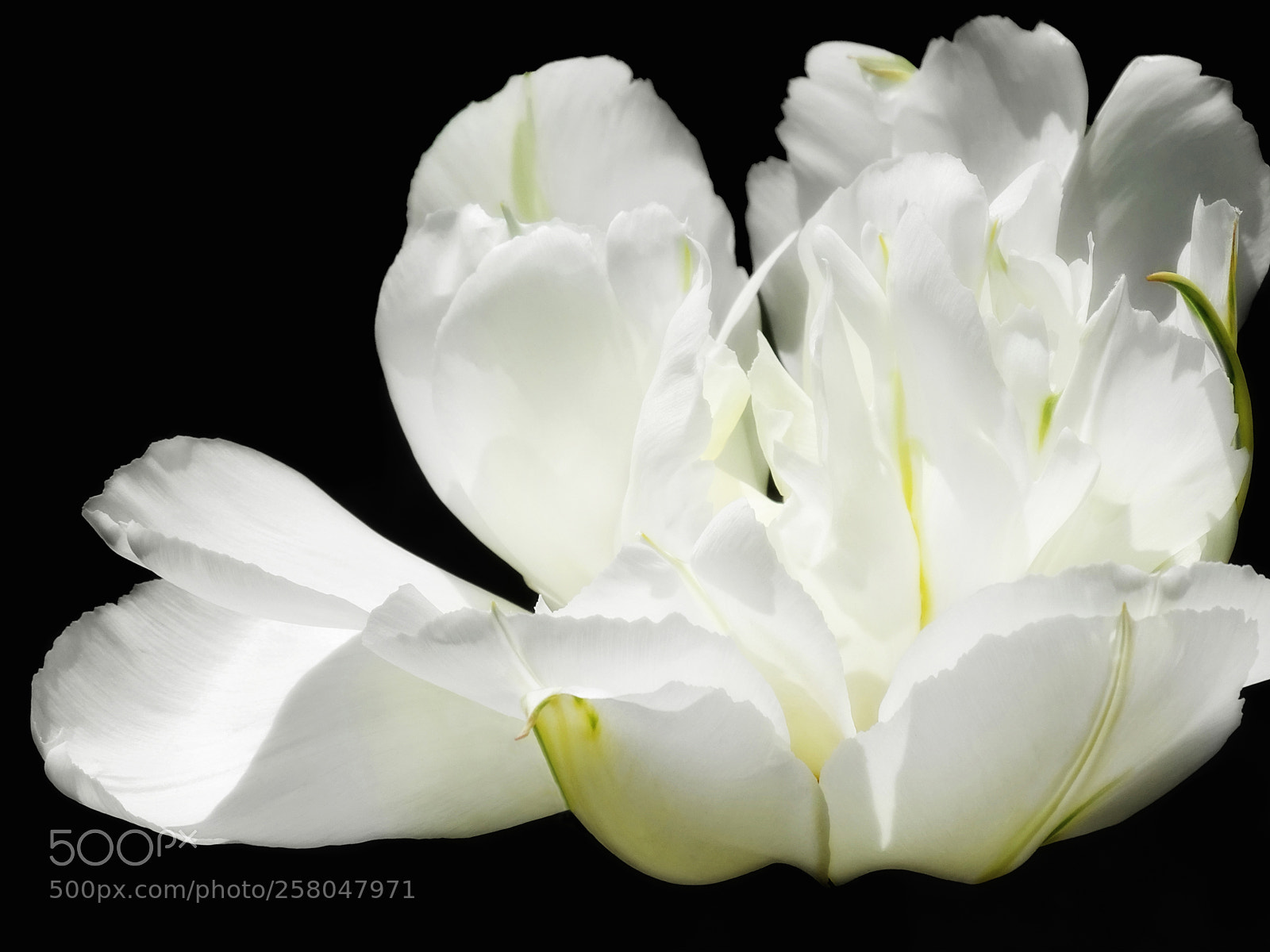 Sony Cyber-shot DSC-HX400V sample photo. White peony photography