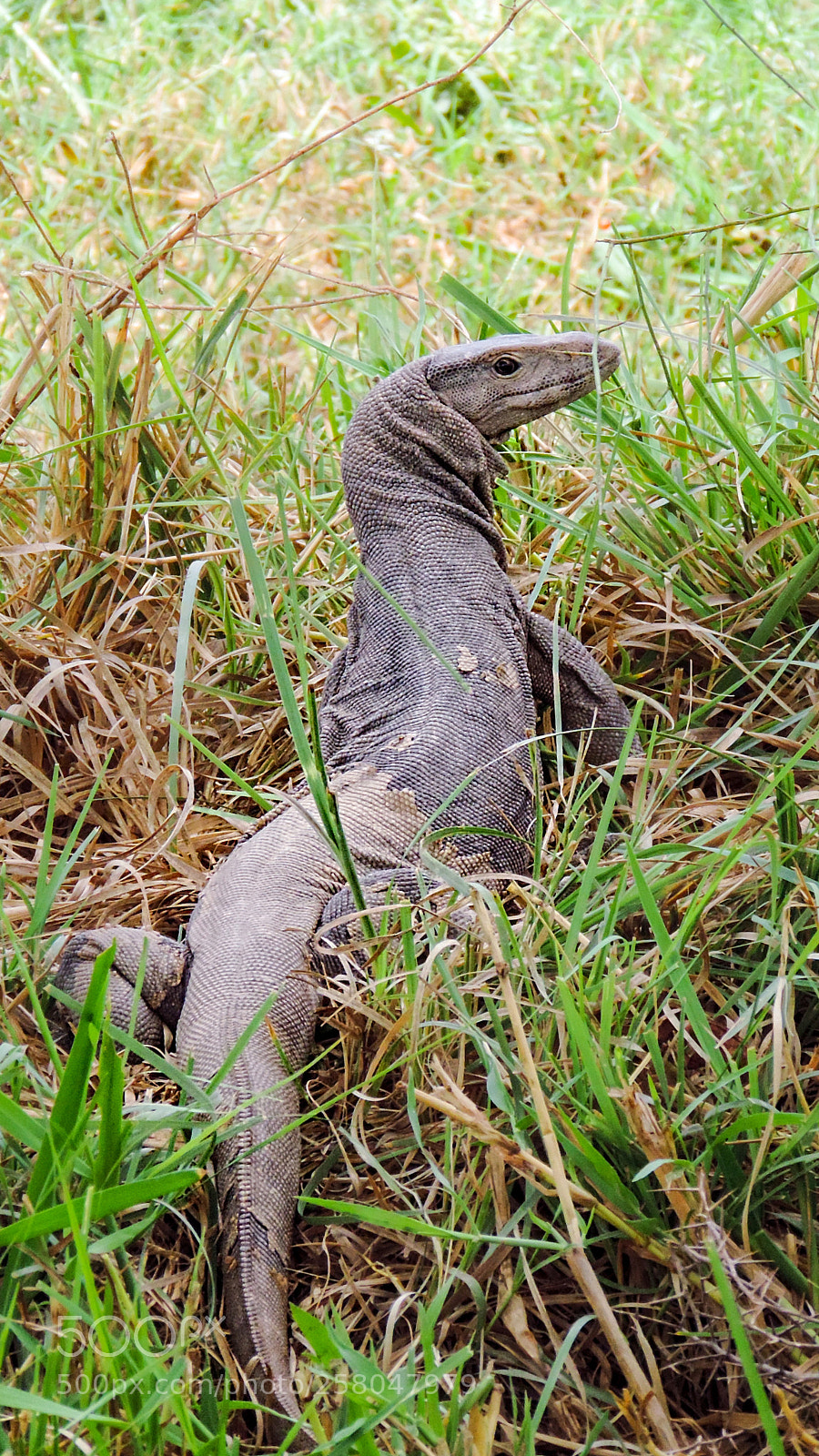 Nikon Coolpix P520 sample photo. Bengal monitor (varanus bengalensis) photography