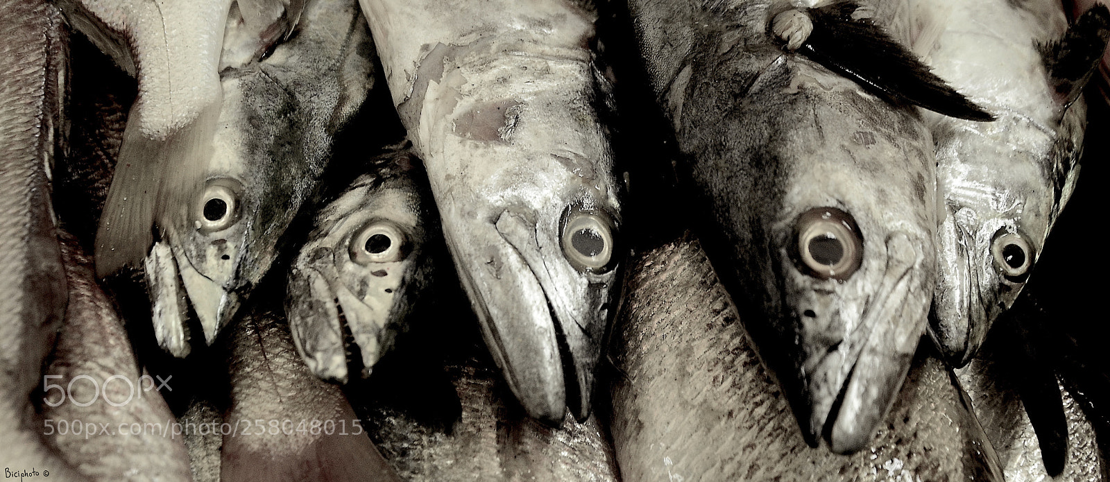 Nikon D7000 sample photo. Fish eye... photography