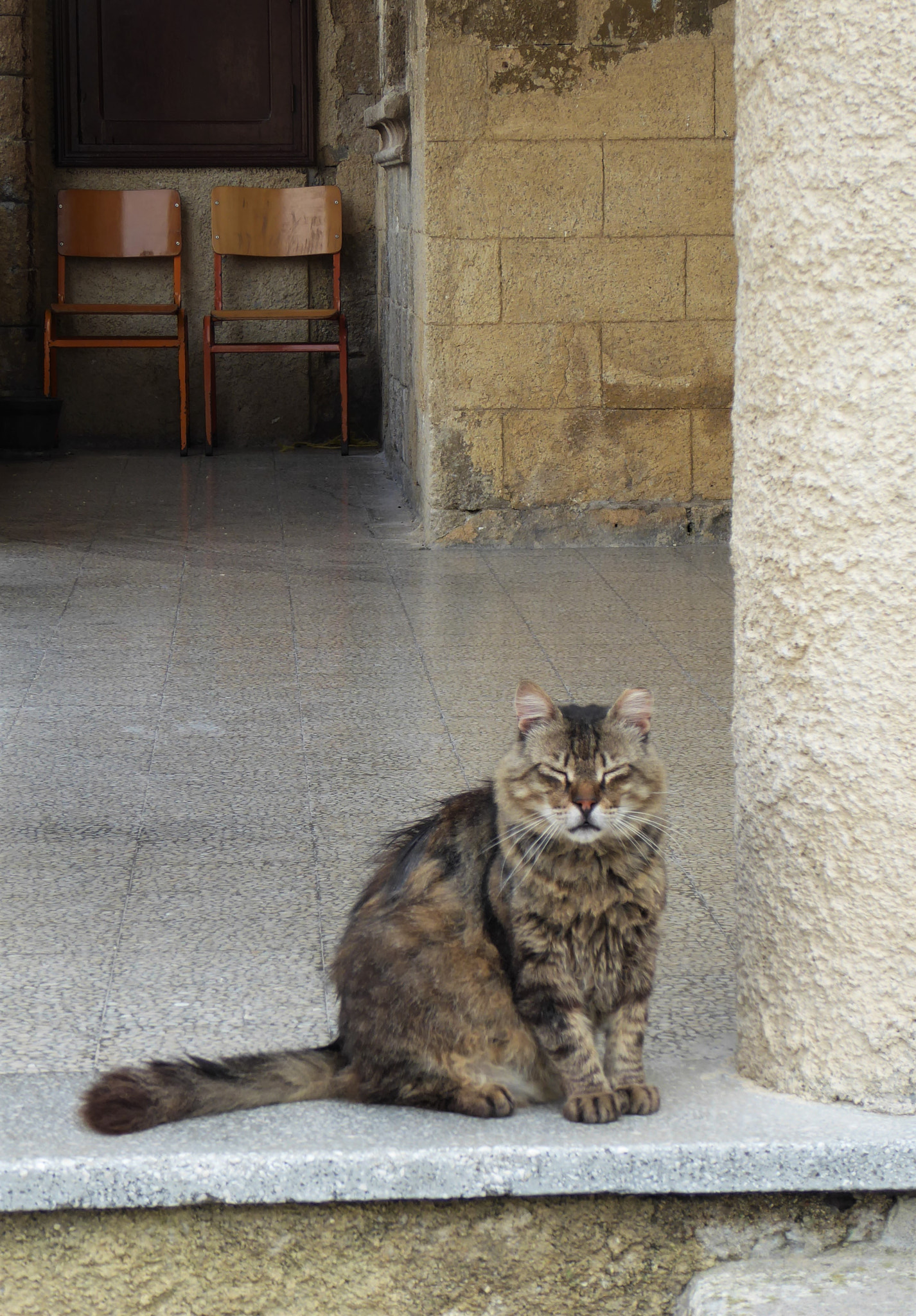 Panasonic DMC-TZ71 sample photo. Cats of rhodes i photography