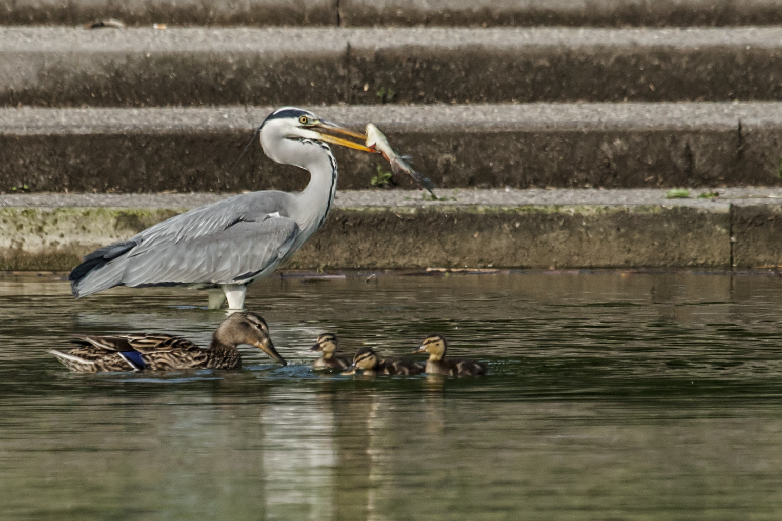 Canon EOS-1D Mark III sample photo. Ov photography