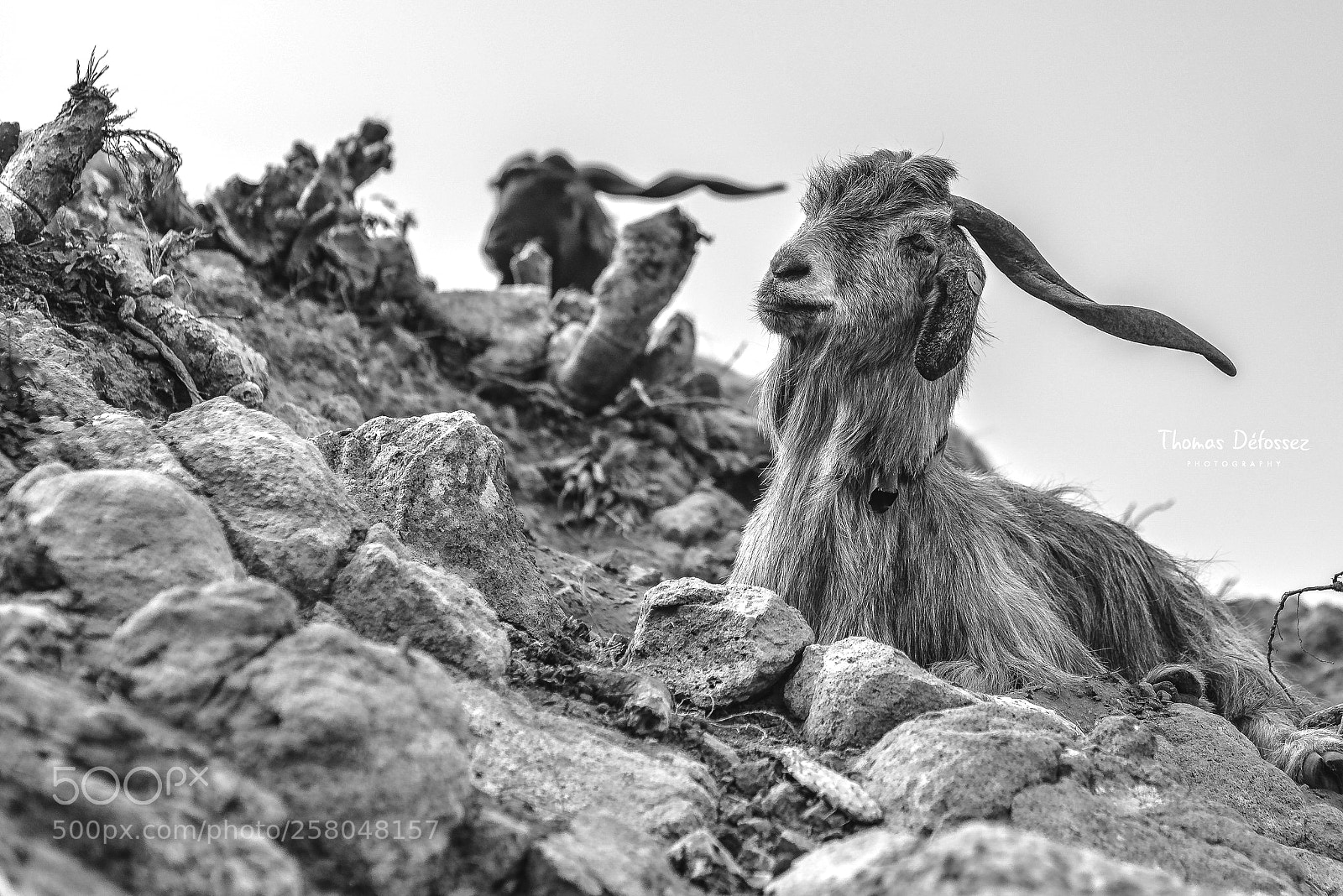 Nikon D800E sample photo. De tenerife photography