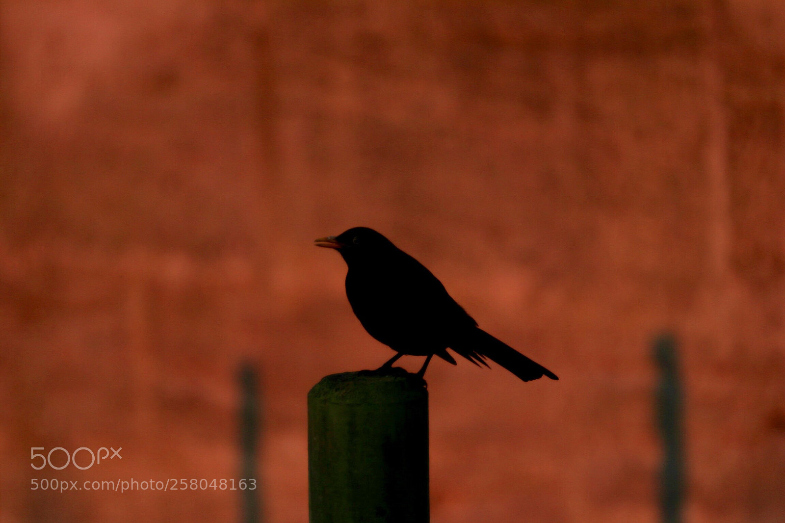 Canon EOS 800D (EOS Rebel T7i / EOS Kiss X9i) sample photo. Dawn chorus photography