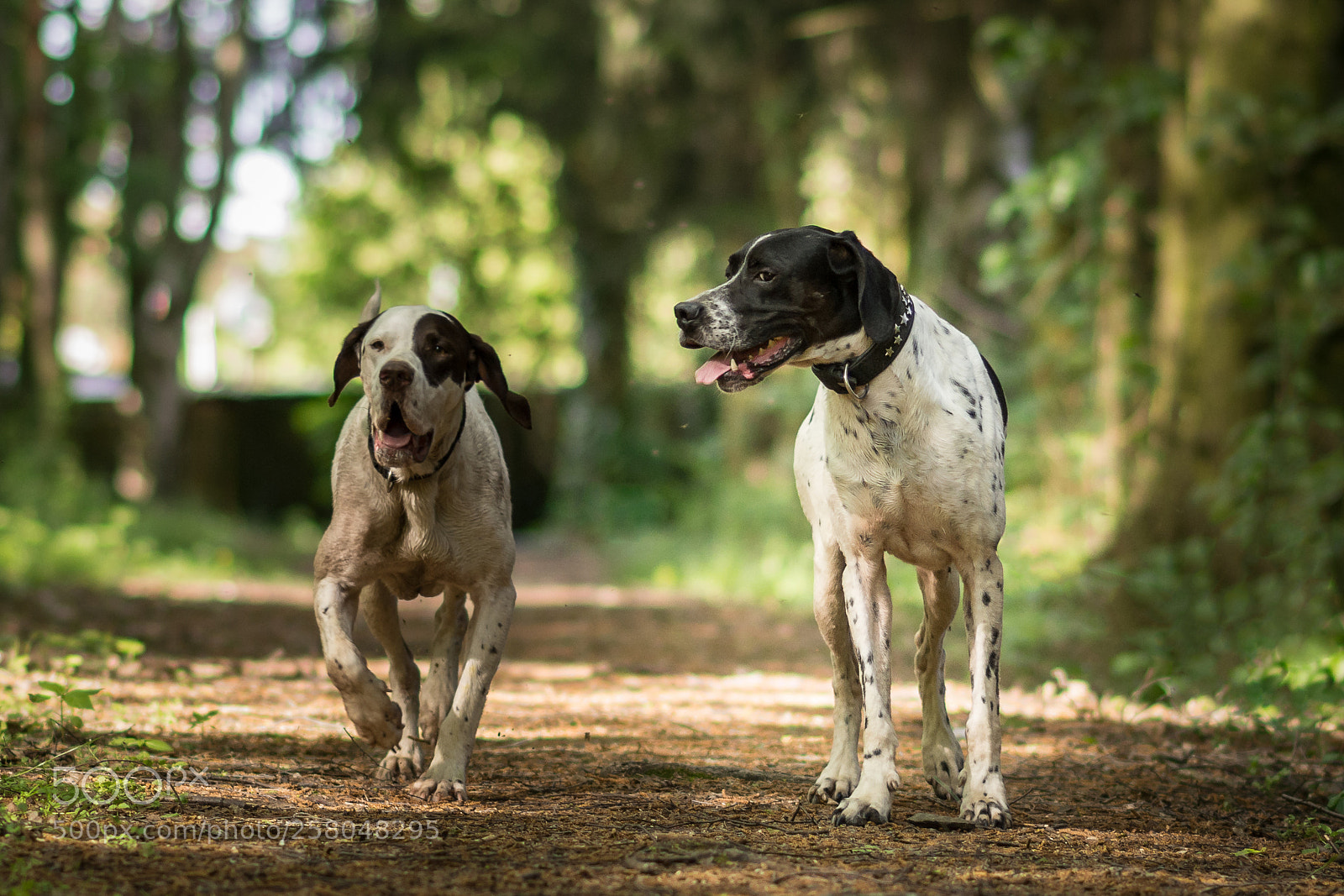Nikon D7200 sample photo. Buddies in the woods photography
