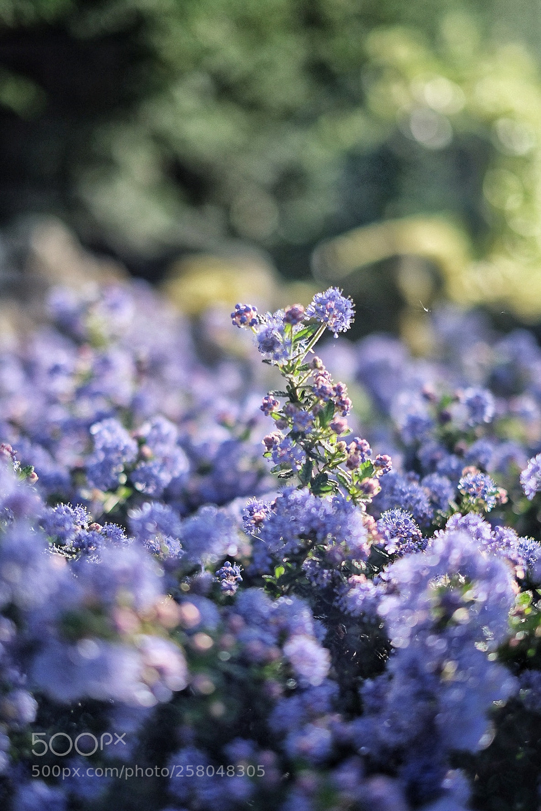 Fujifilm X-T10 sample photo. Untitled photography