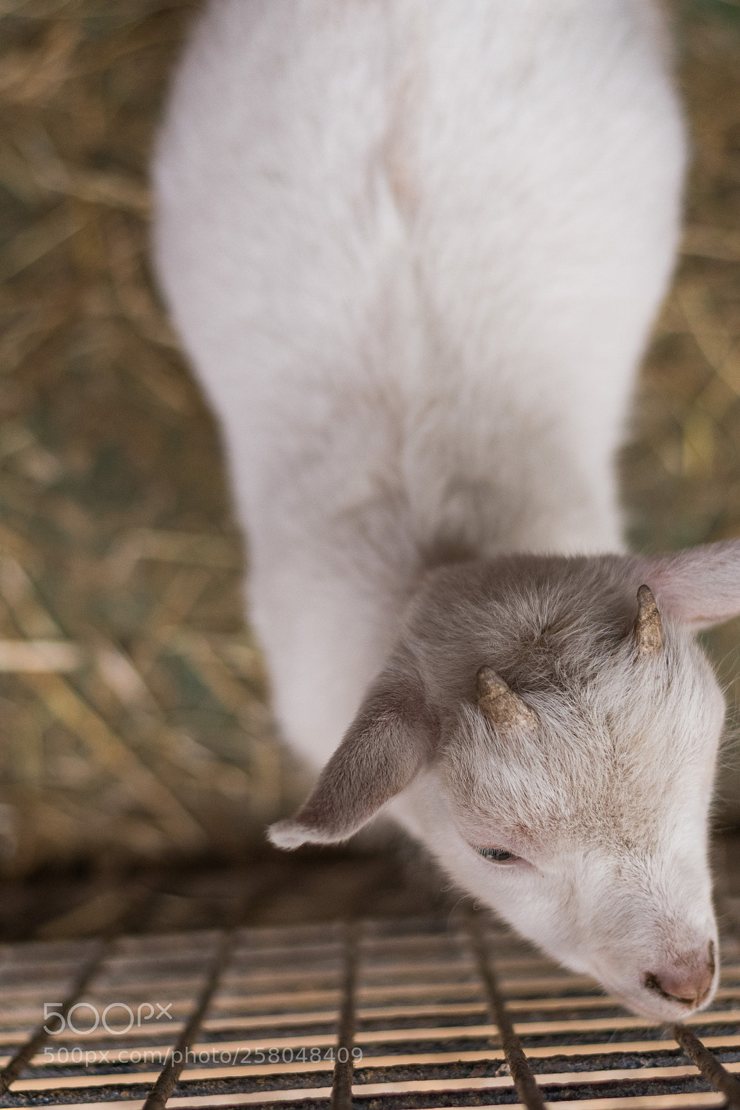 Nikon D500 sample photo. Baby goat photography
