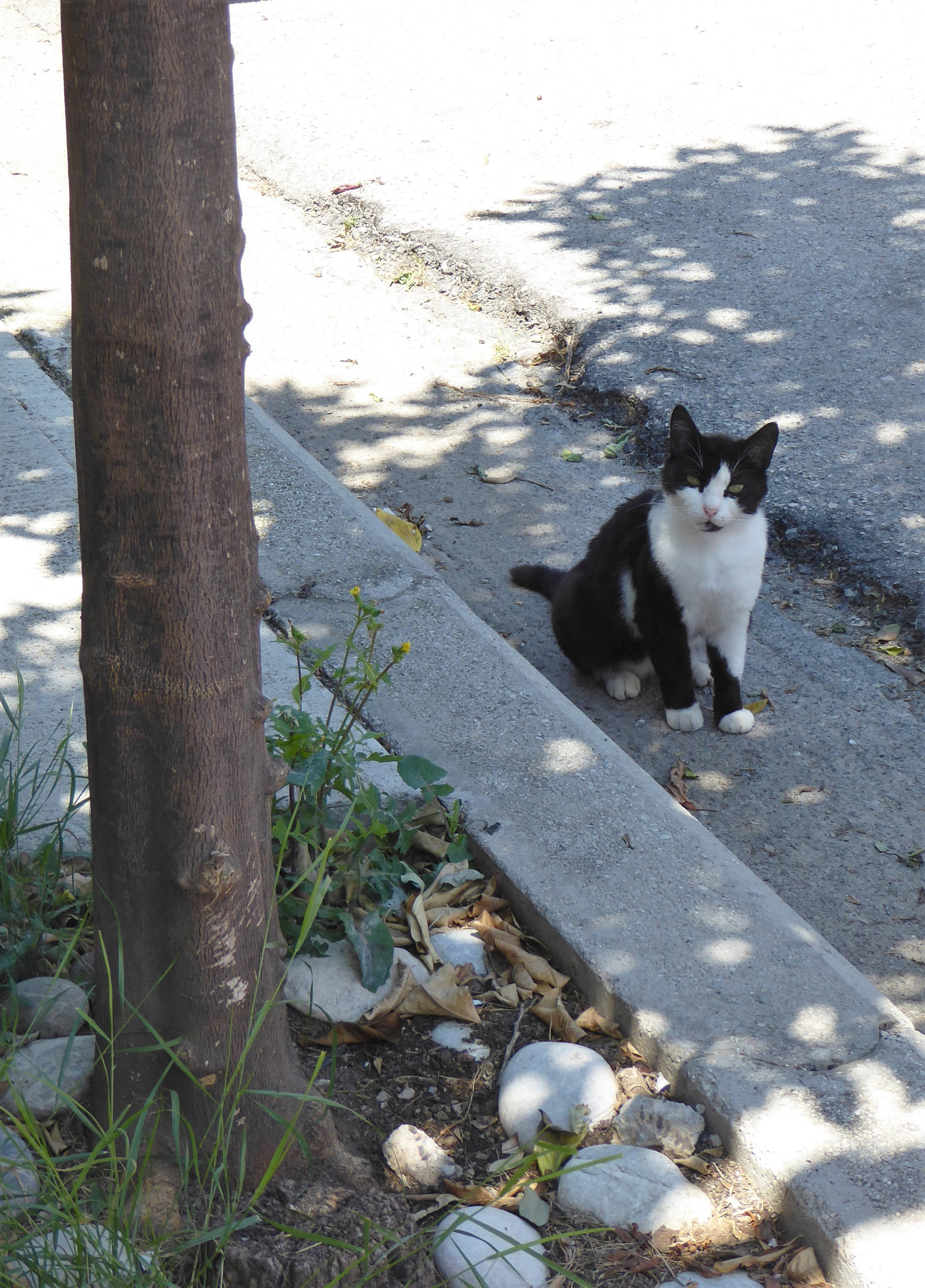 Panasonic DMC-TZ71 sample photo. Cats of rhodes ii photography