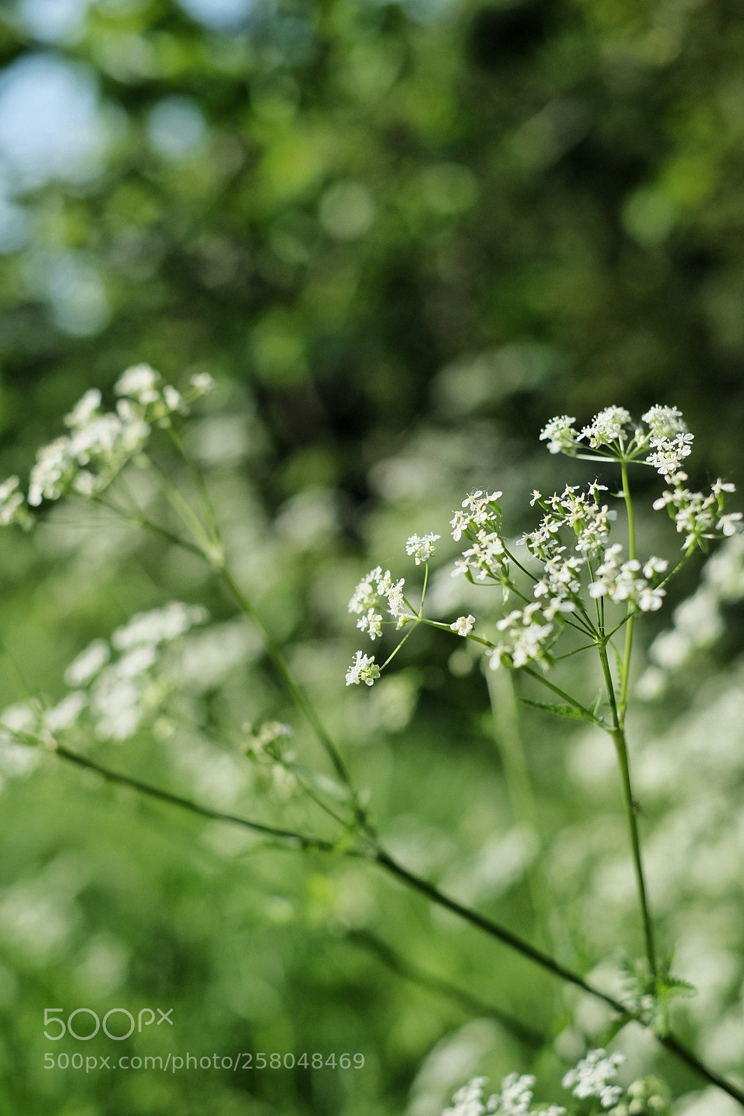 Fujifilm X-T10 sample photo. Untitled photography