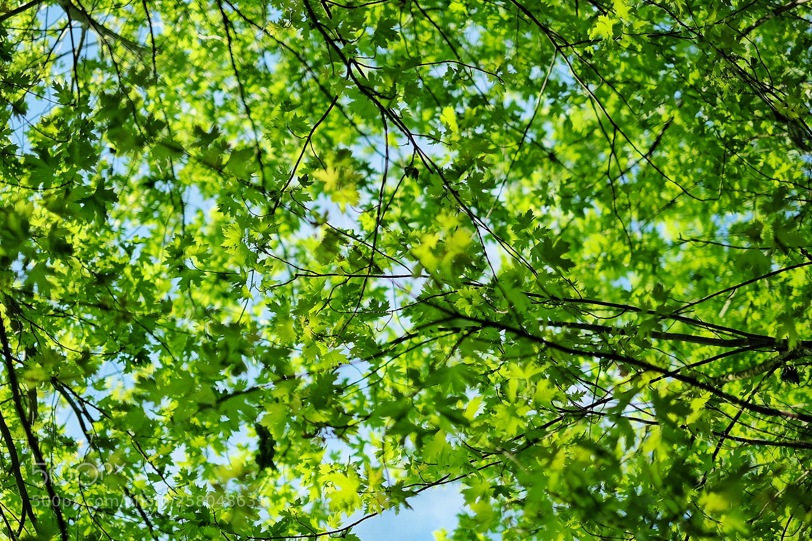 Fujifilm X-T10 sample photo. Leaves leaves leaves photography