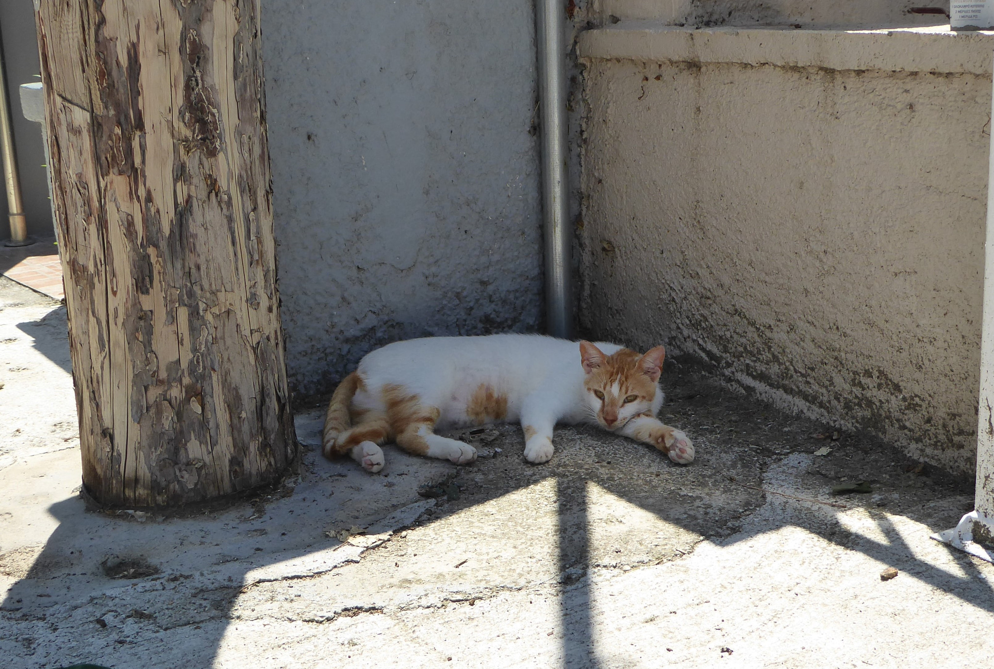 Panasonic DMC-TZ71 sample photo. Cats of rhodes iii photography