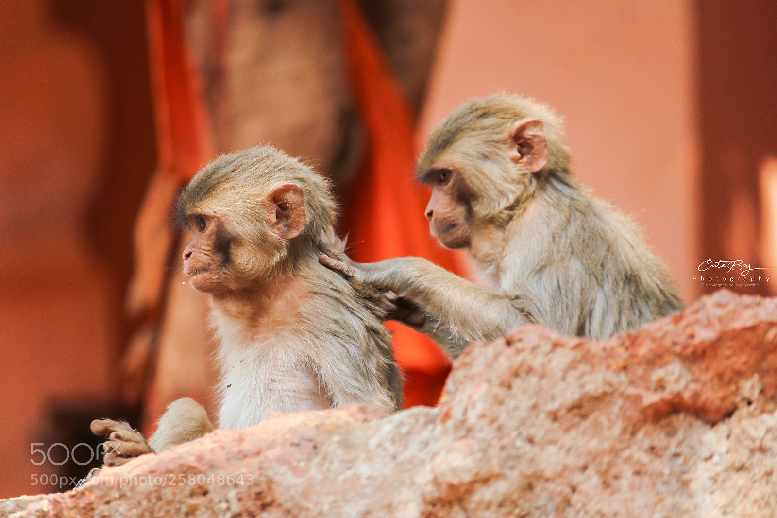 Canon EOS 1200D (EOS Rebel T5 / EOS Kiss X70 / EOS Hi) sample photo. Indian monkey. photography