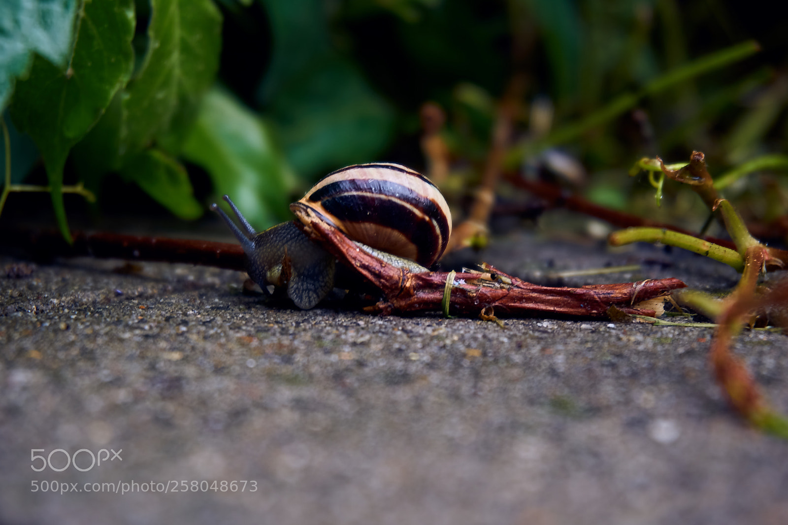 Sony a6000 sample photo. Snail photography