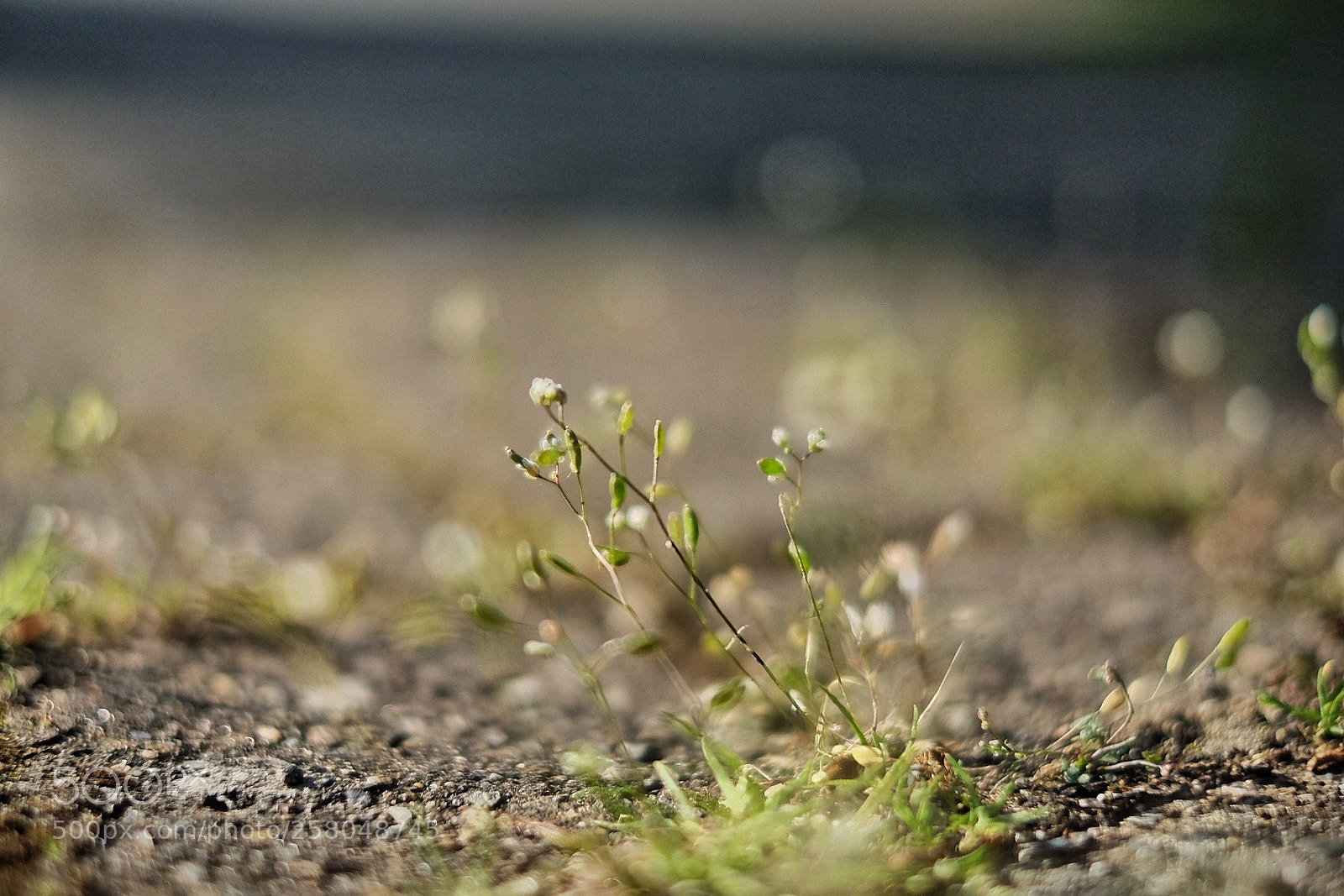 Fujifilm X-T10 sample photo. Untitled photography