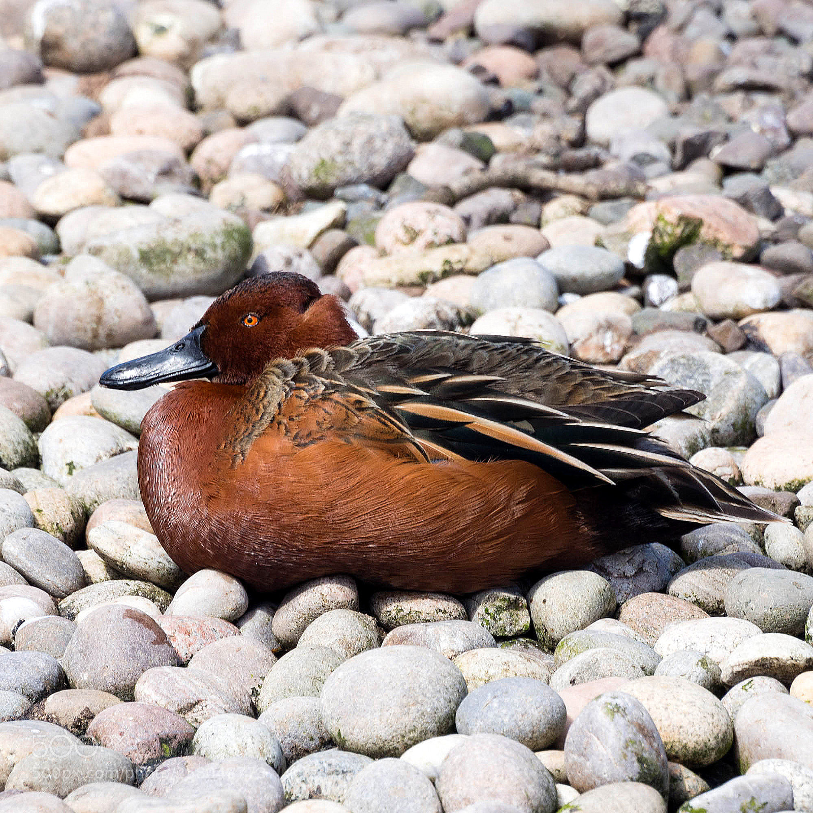 Olympus OM-D E-M5 sample photo. Cinnamon teal photography