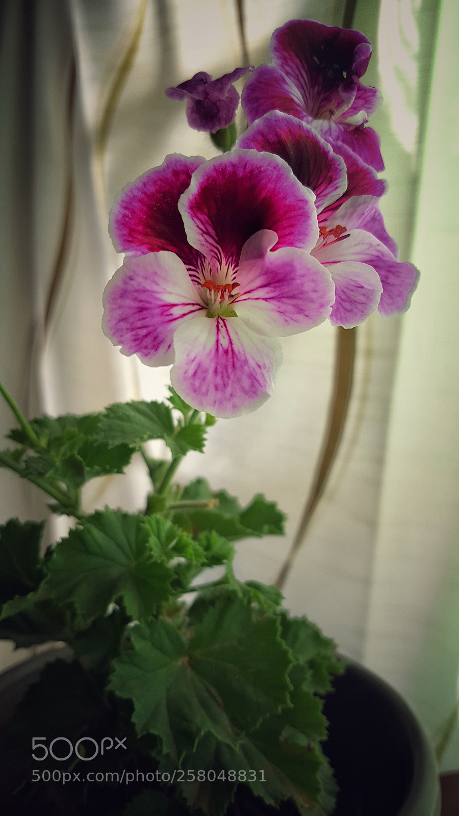 Samsung GALAXY S6 edge sample photo. Untitled photography