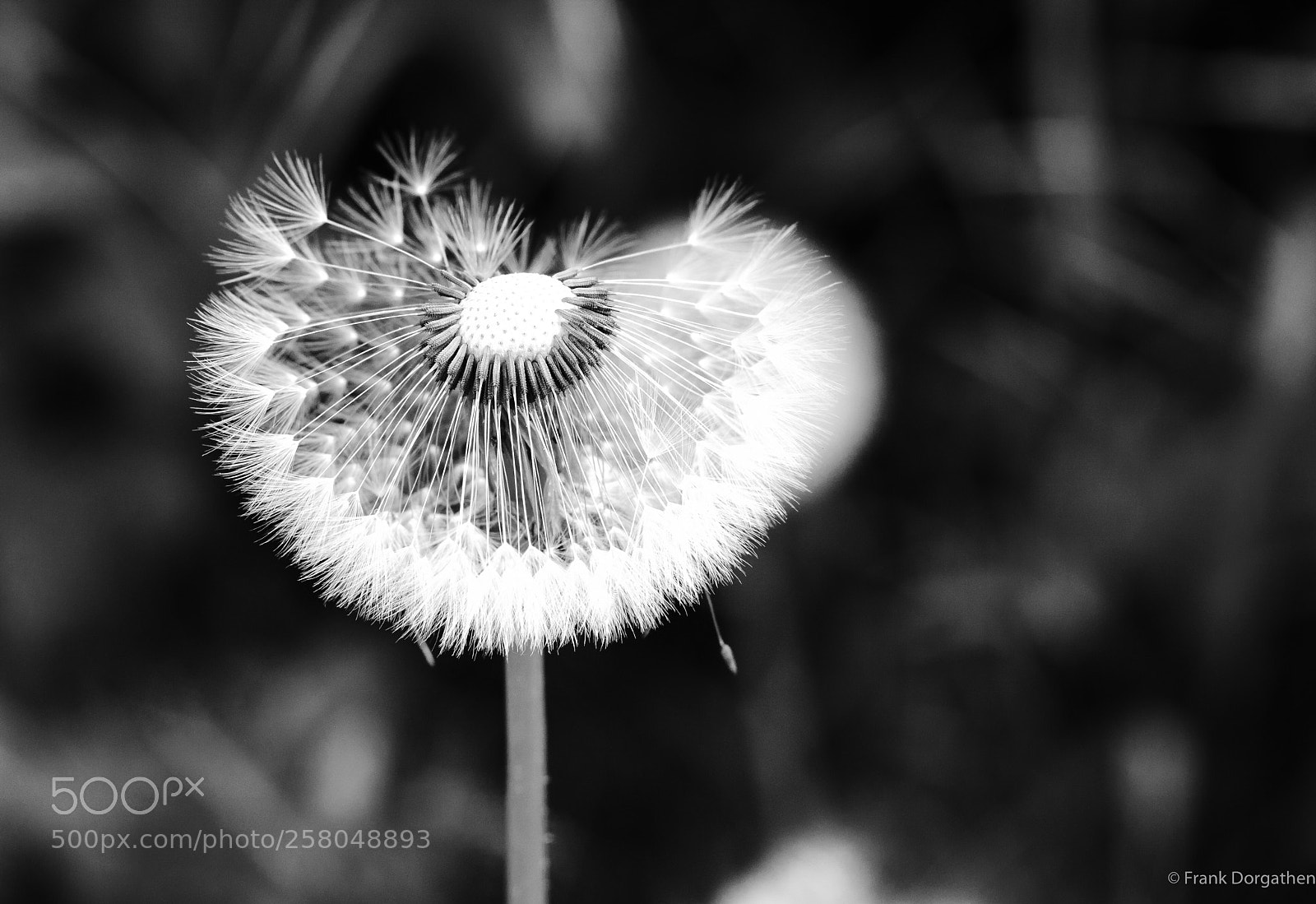 Sony a6000 sample photo. Monochrome dandelion photography