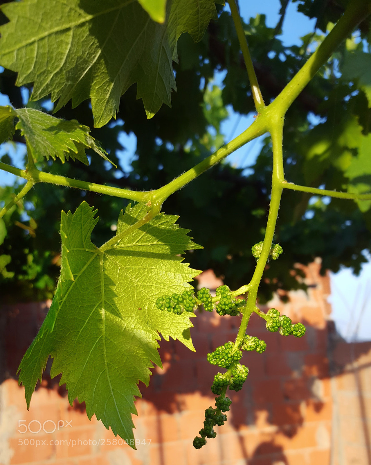 Samsung GALAXY S6 edge sample photo. Untitled photography