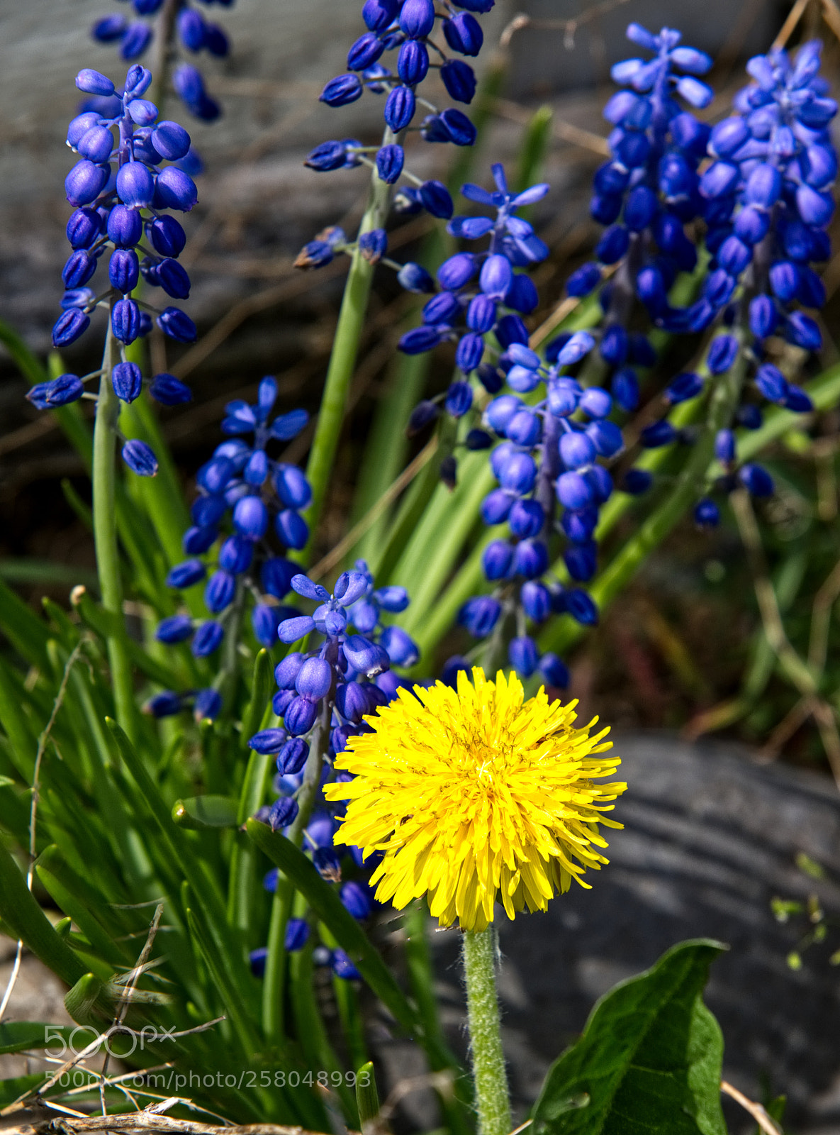 Nikon D810 sample photo. Yellow dandilion with blue photography