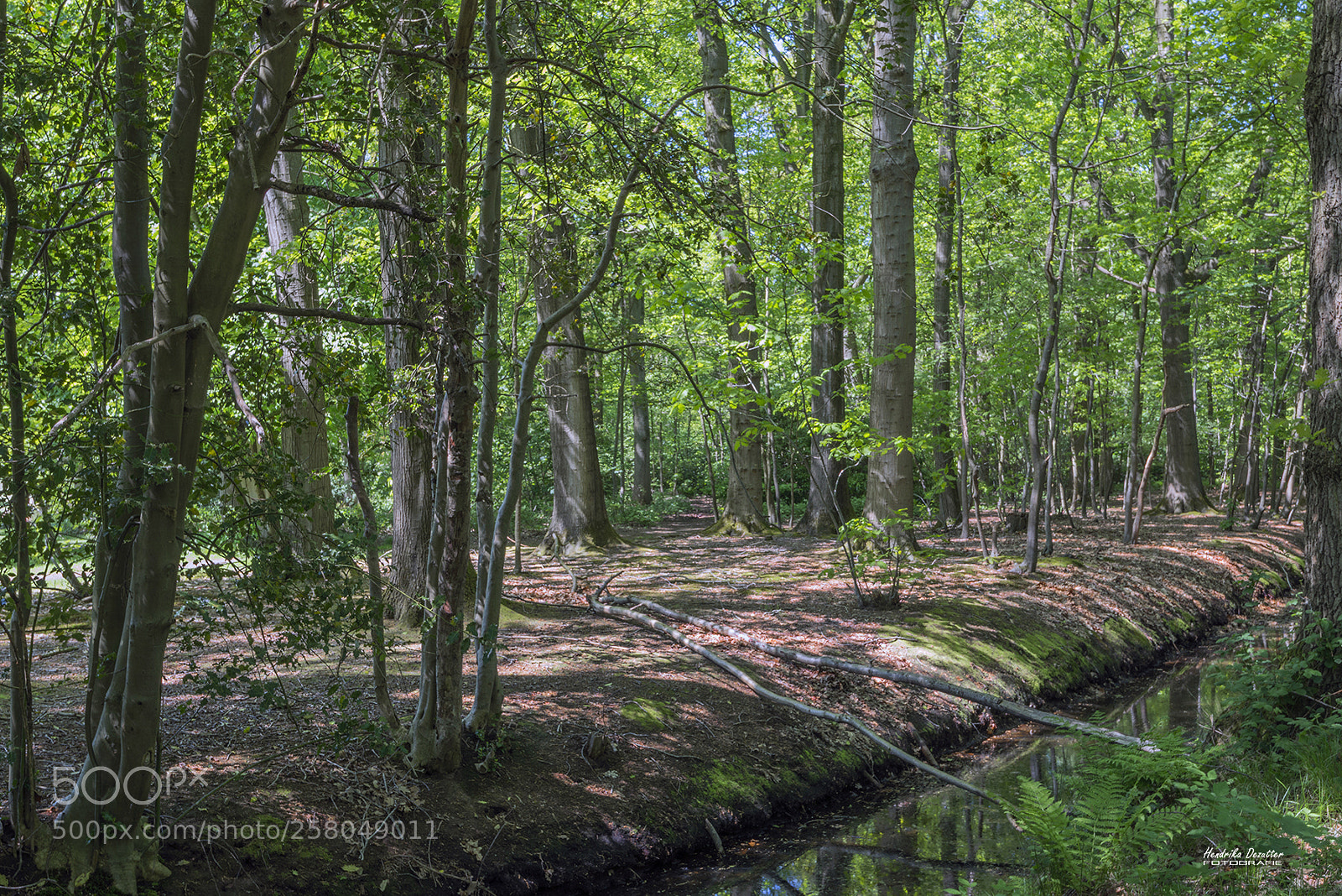 Nikon D800 sample photo. Silence in ryckevelde photography