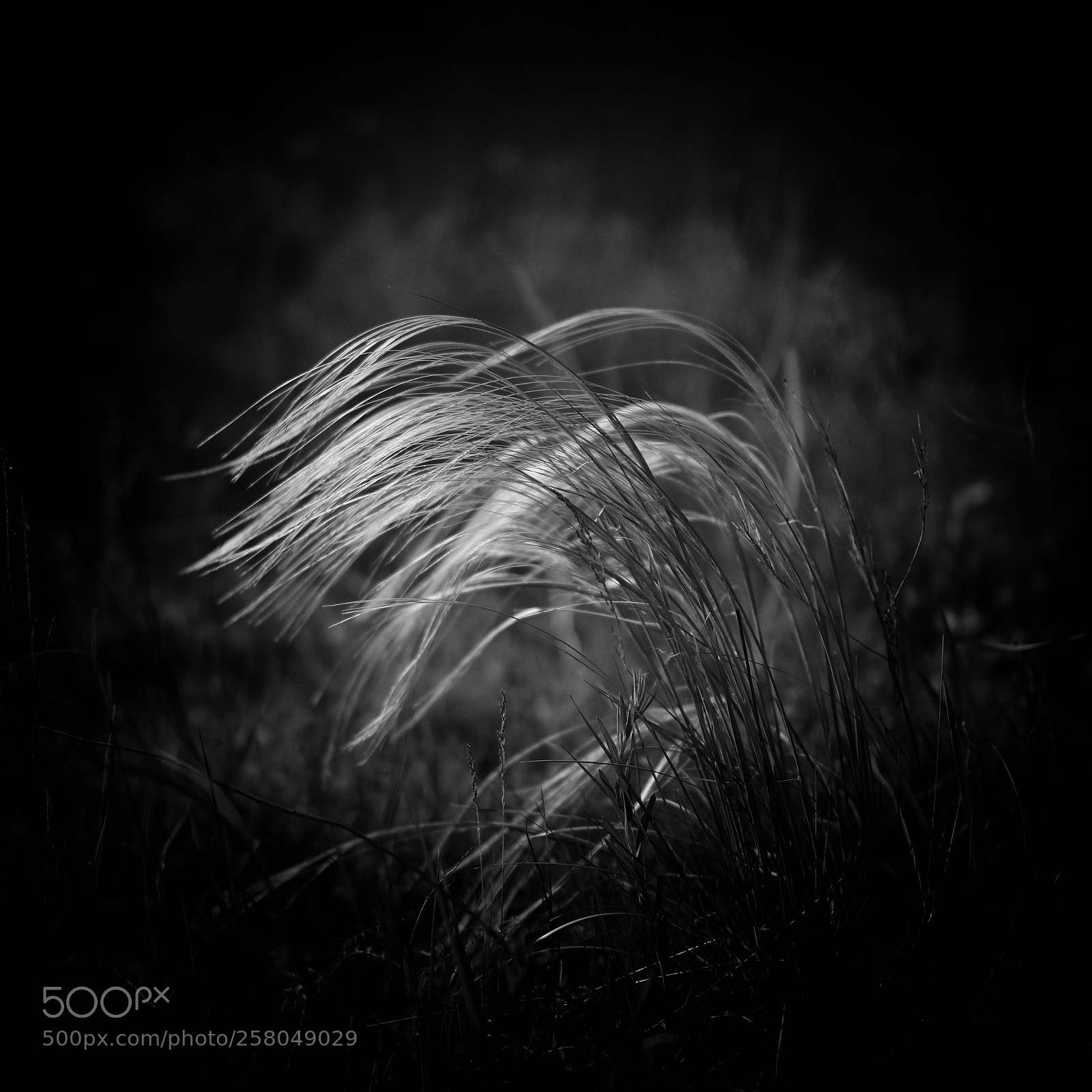 Fujifilm X-E3 sample photo. ковыль ( darkmonochromatic ) photography
