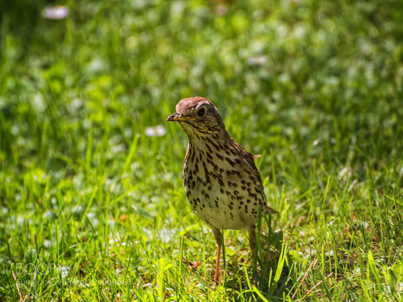 Nikon D610 sample photo. Drozd śpiewak photography