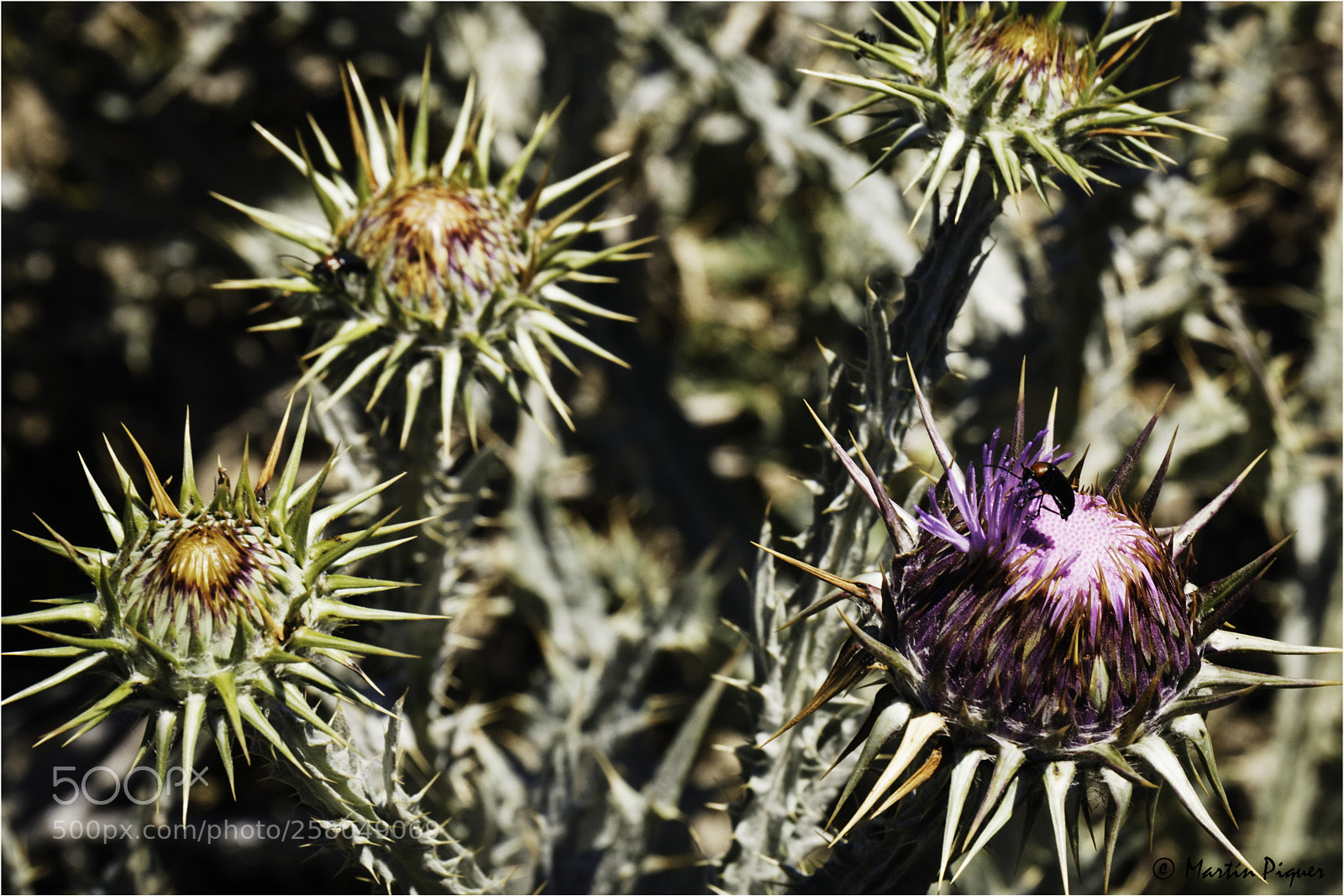 Canon EOS 6D sample photo. Everything has beauty photography