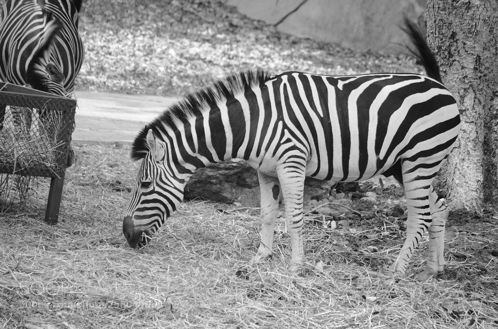 Nikon D7000 sample photo. Zebra photography