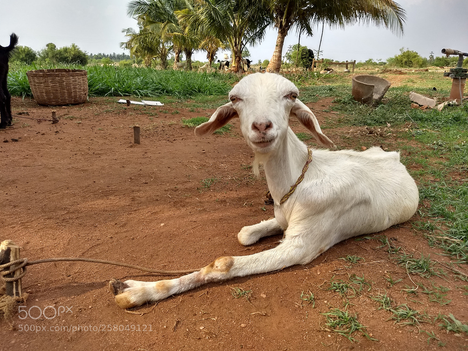 Motorola Moto G (5) Plus sample photo. Untitled photography