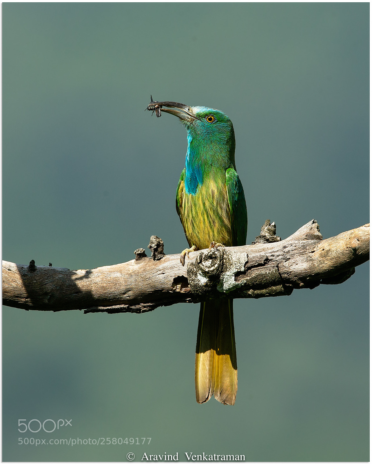 Canon EOS-1D X sample photo. Blue-bearded bee eater photography