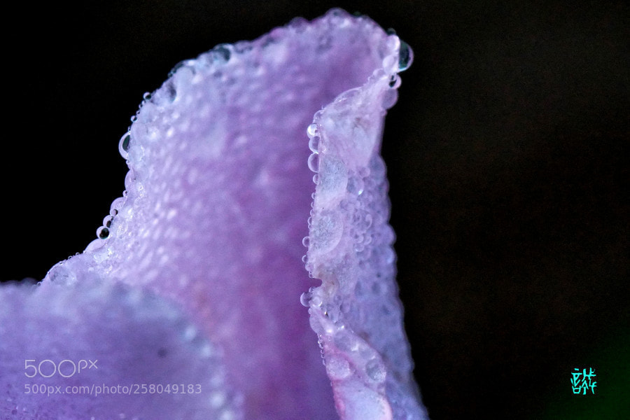 Sony a6500 sample photo. Morning dew 0515 photography