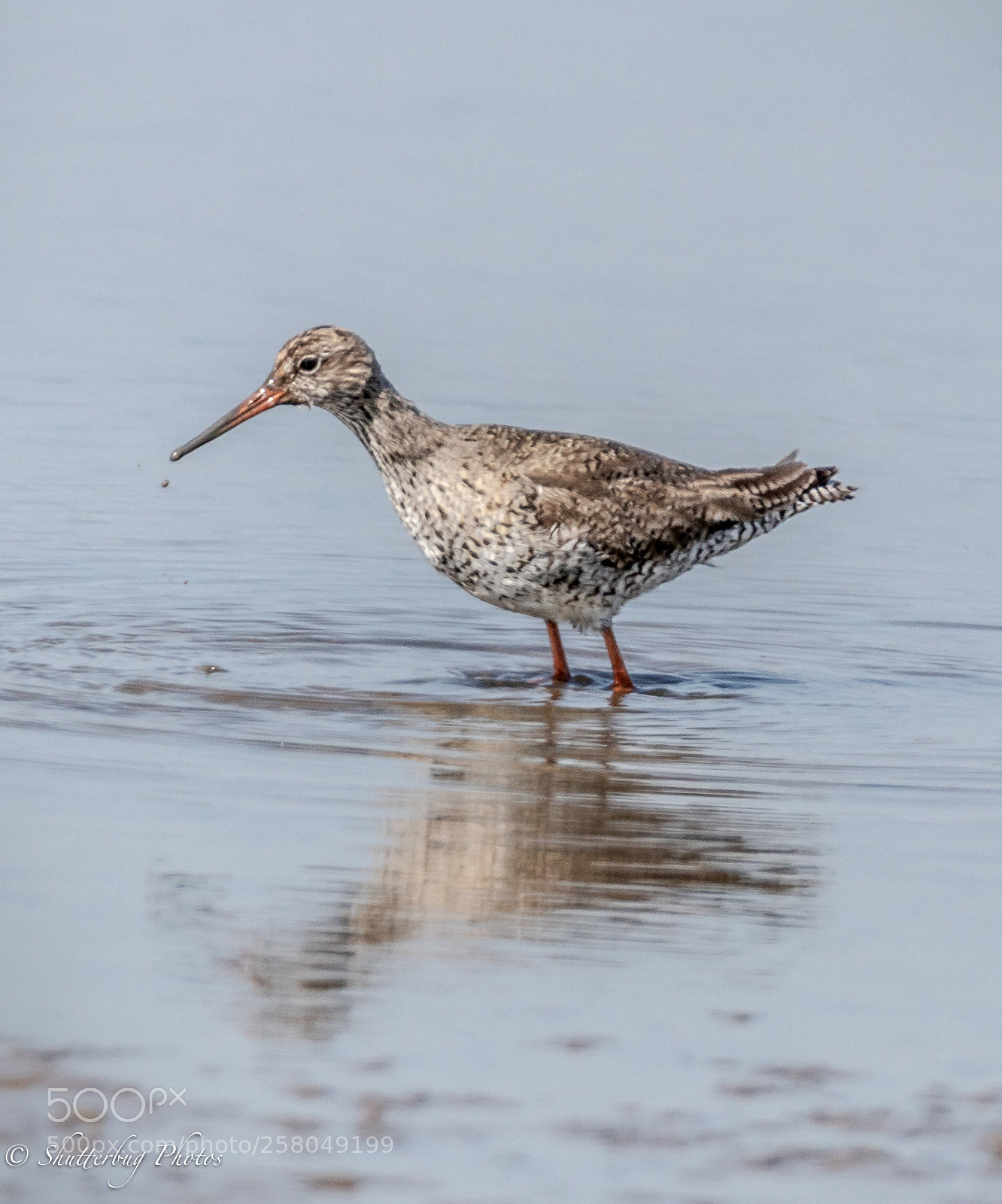 Canon EOS 80D sample photo. Redshank photography