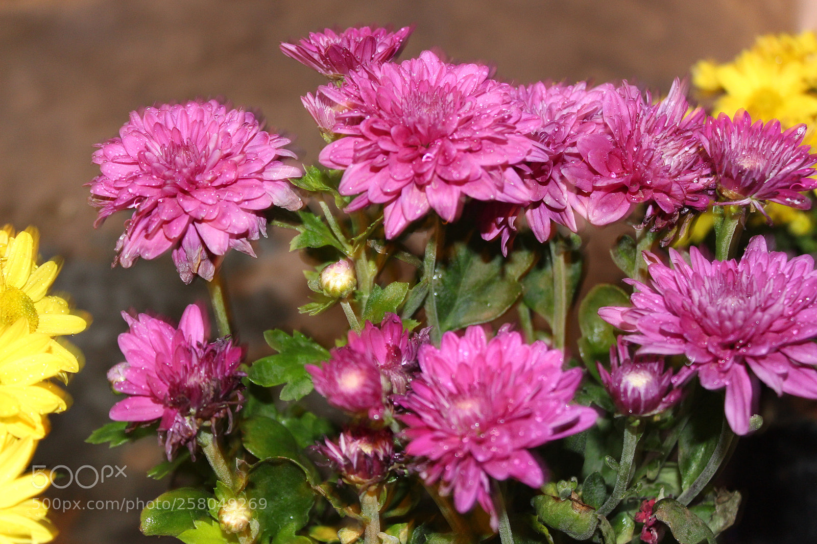 Canon EOS 700D (EOS Rebel T5i / EOS Kiss X7i) sample photo. Img photography