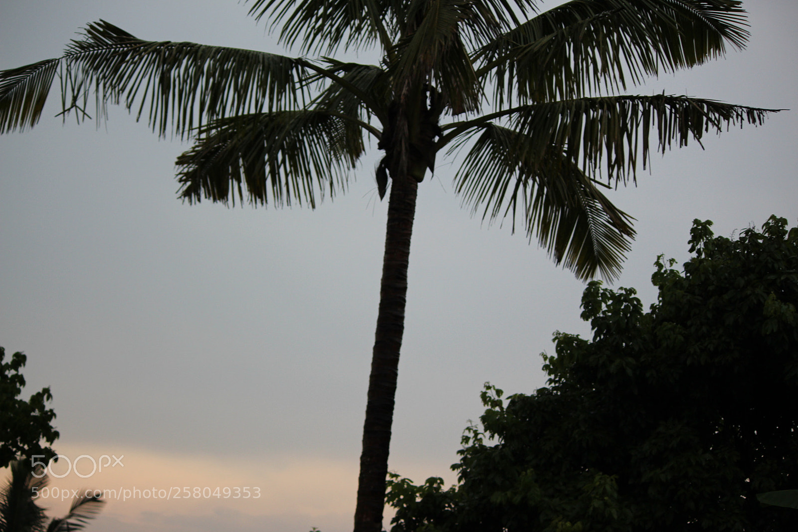 Canon EF-S 55-250mm F4-5.6 IS II sample photo. Img photography