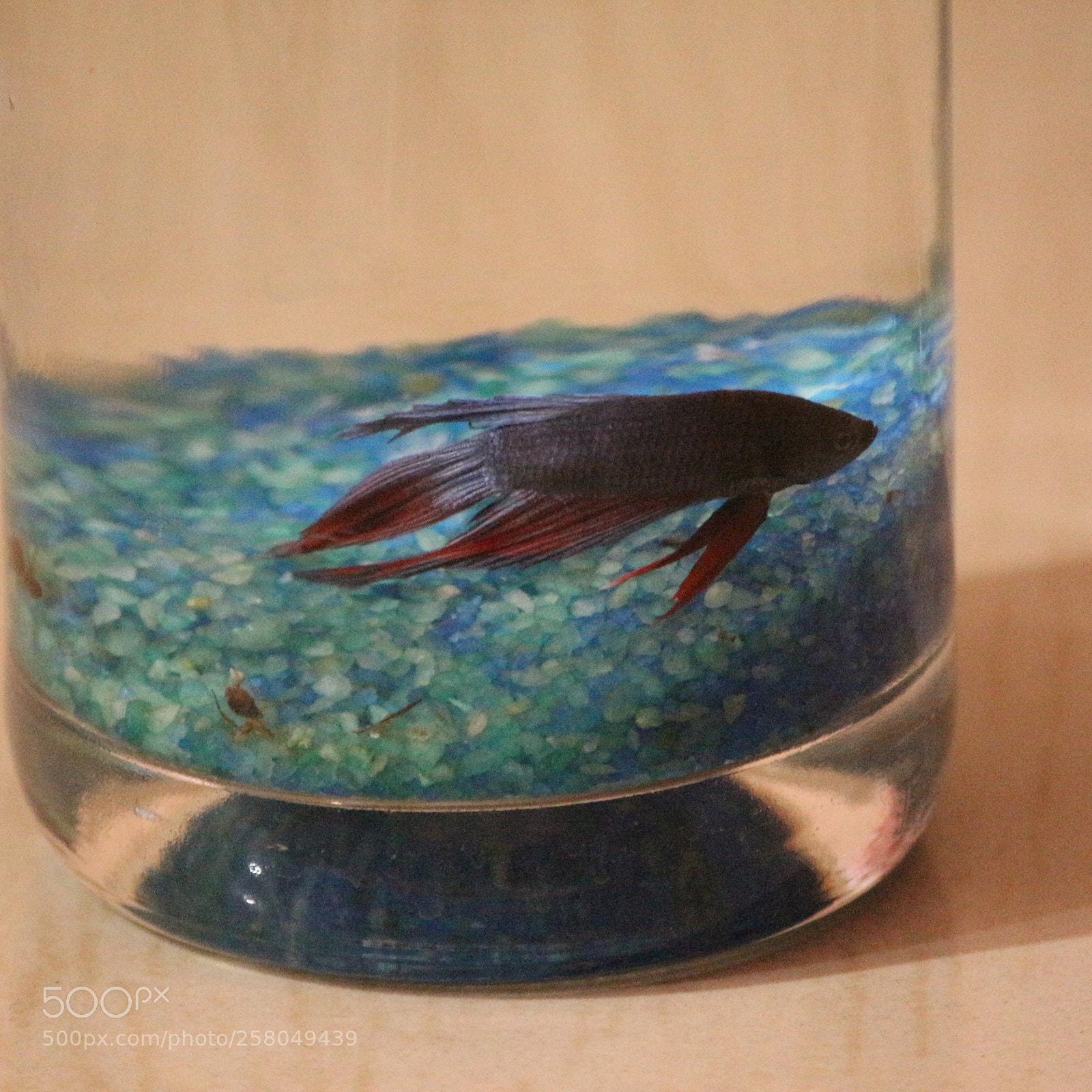 Canon EF-S 55-250mm F4-5.6 IS II sample photo. Img photography