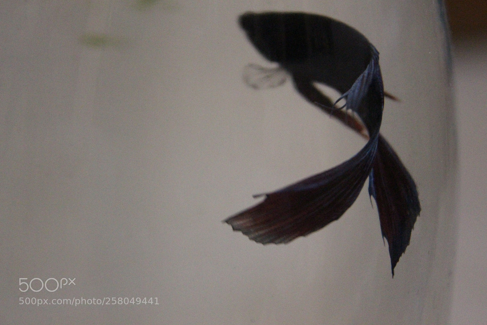 Canon EOS 700D (EOS Rebel T5i / EOS Kiss X7i) sample photo. Img photography
