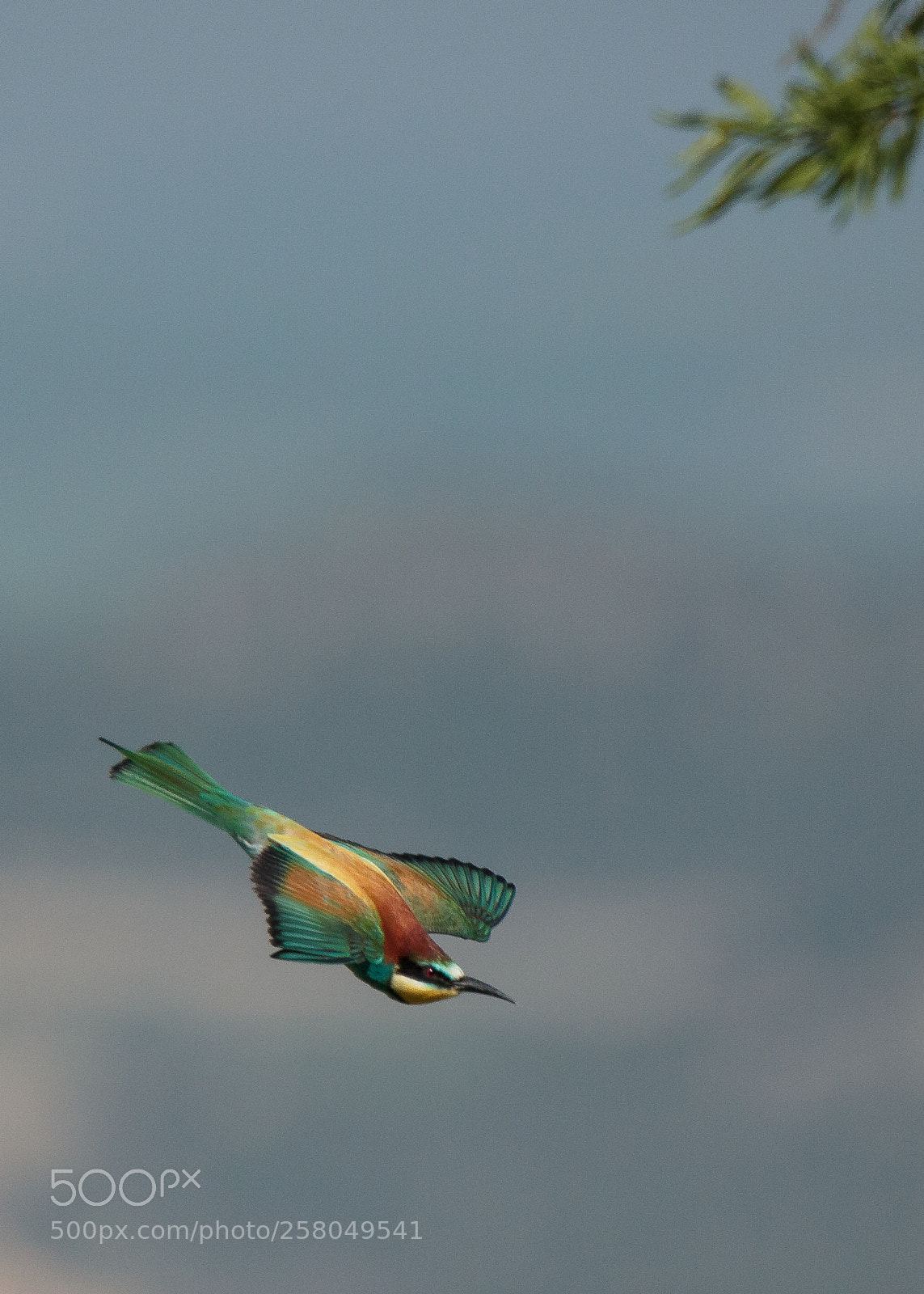 Canon EOS 550D (EOS Rebel T2i / EOS Kiss X4) sample photo. Abejaruco volando photography