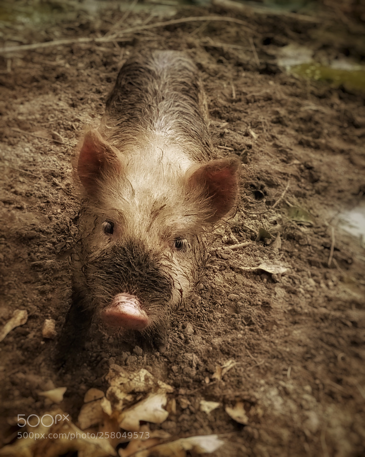 Samsung Galaxy S8+ sample photo. Chica in mud photography