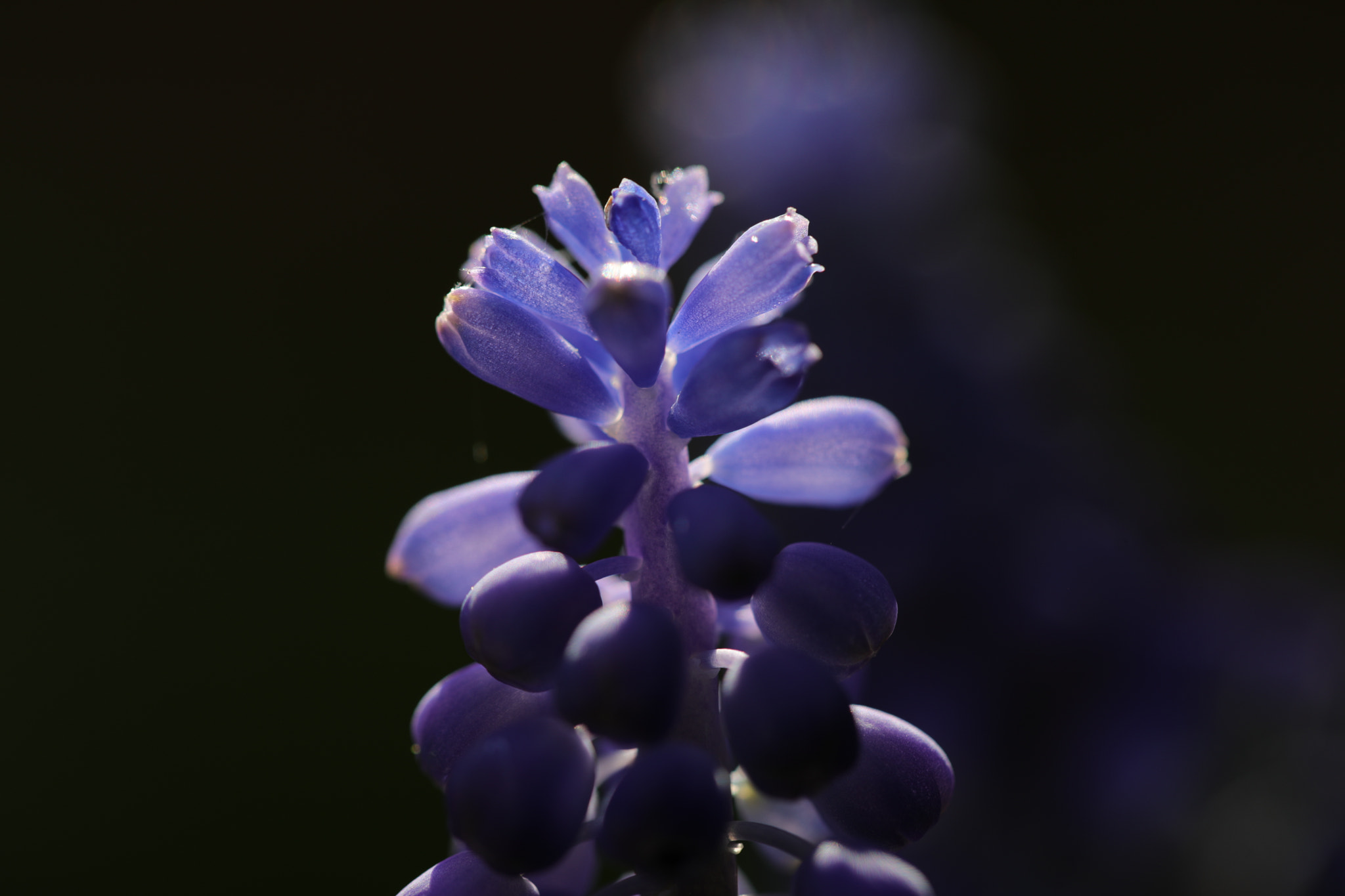 Canon EF 100mm F2.8L Macro IS USM sample photo. Grape hyacinth (traubenhyazinthen) photography