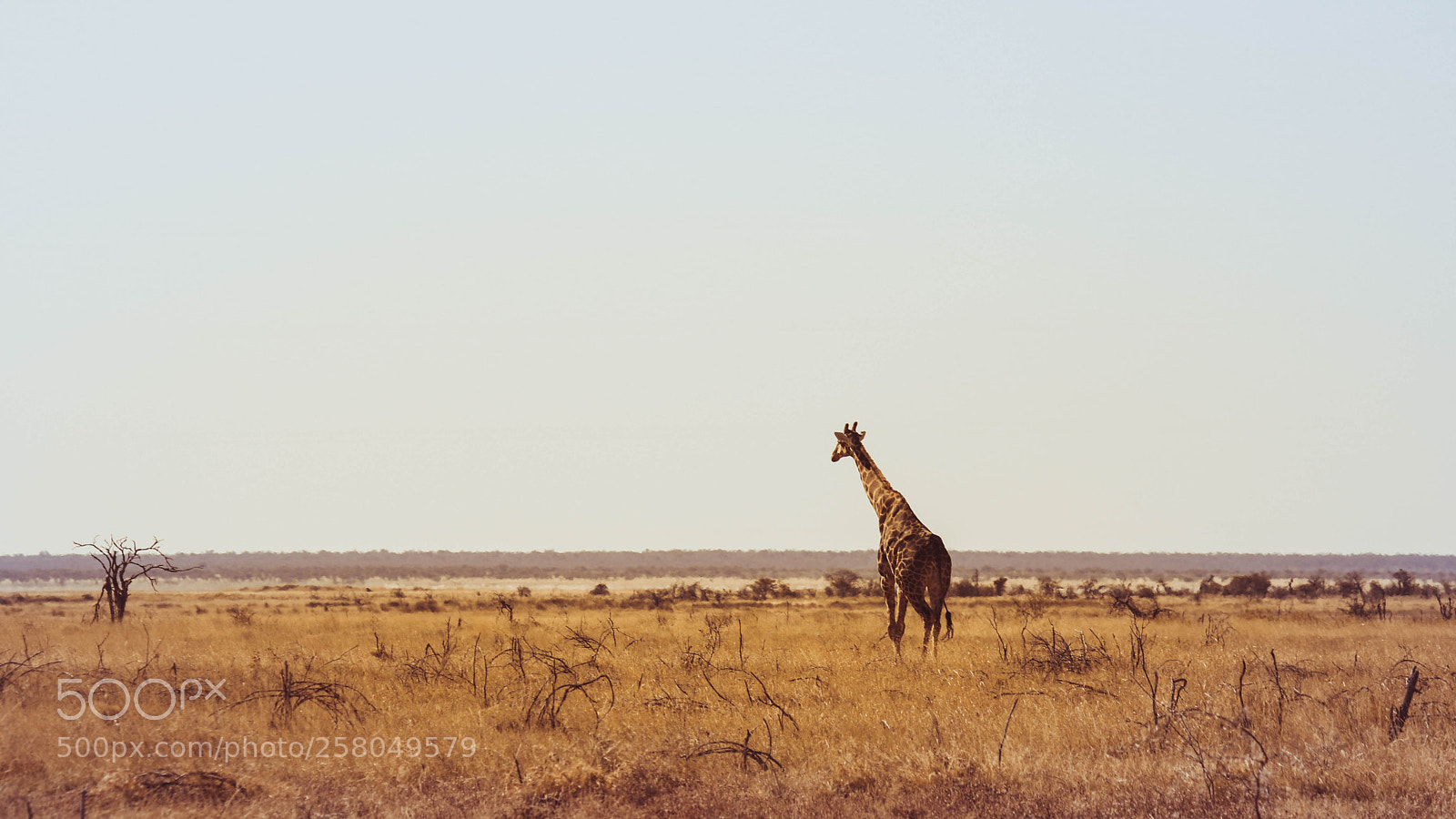 Canon EOS 750D (EOS Rebel T6i / EOS Kiss X8i) sample photo. Giraffe photography