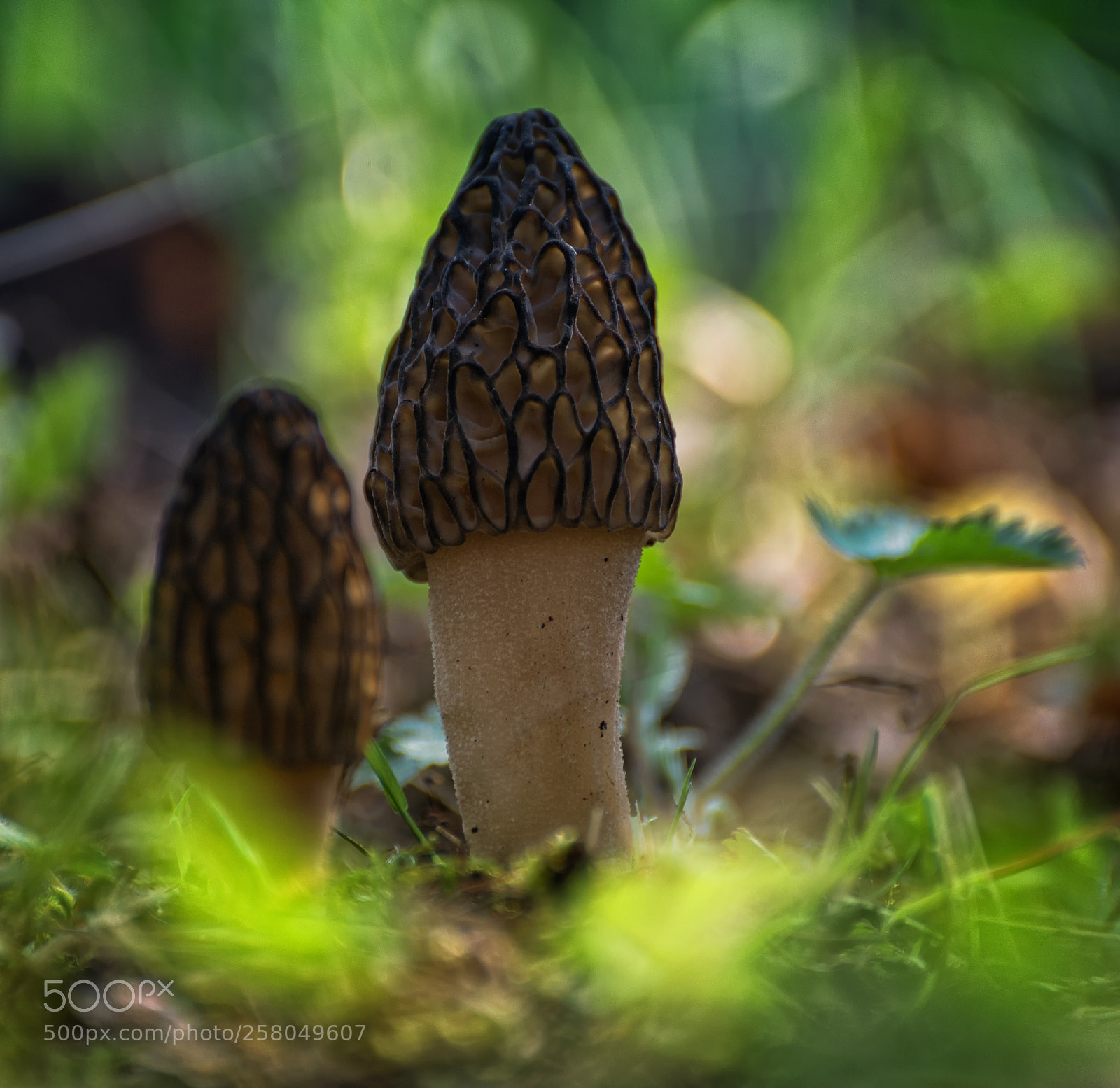 Nikon D610 sample photo. Mushrooms photography