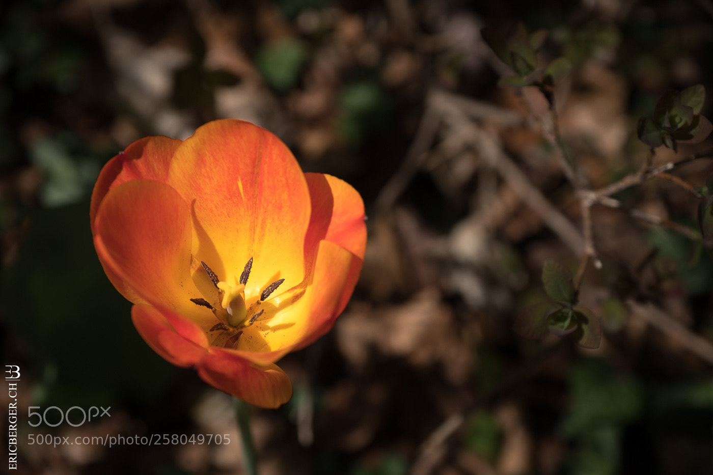 Fujifilm X-T2 sample photo. Tulip in the dark photography