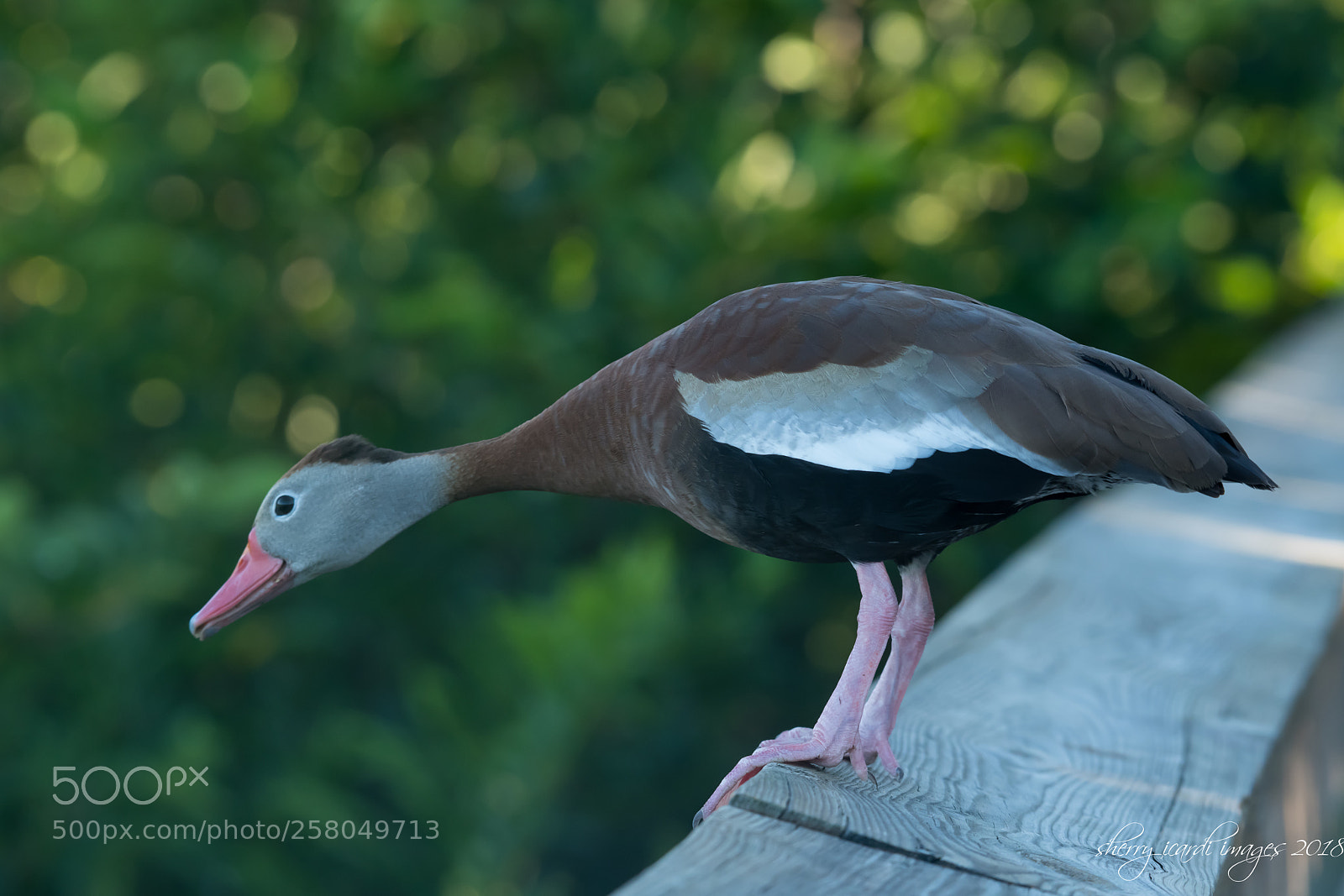 Nikon D850 sample photo. Black bellied whistling duck photography