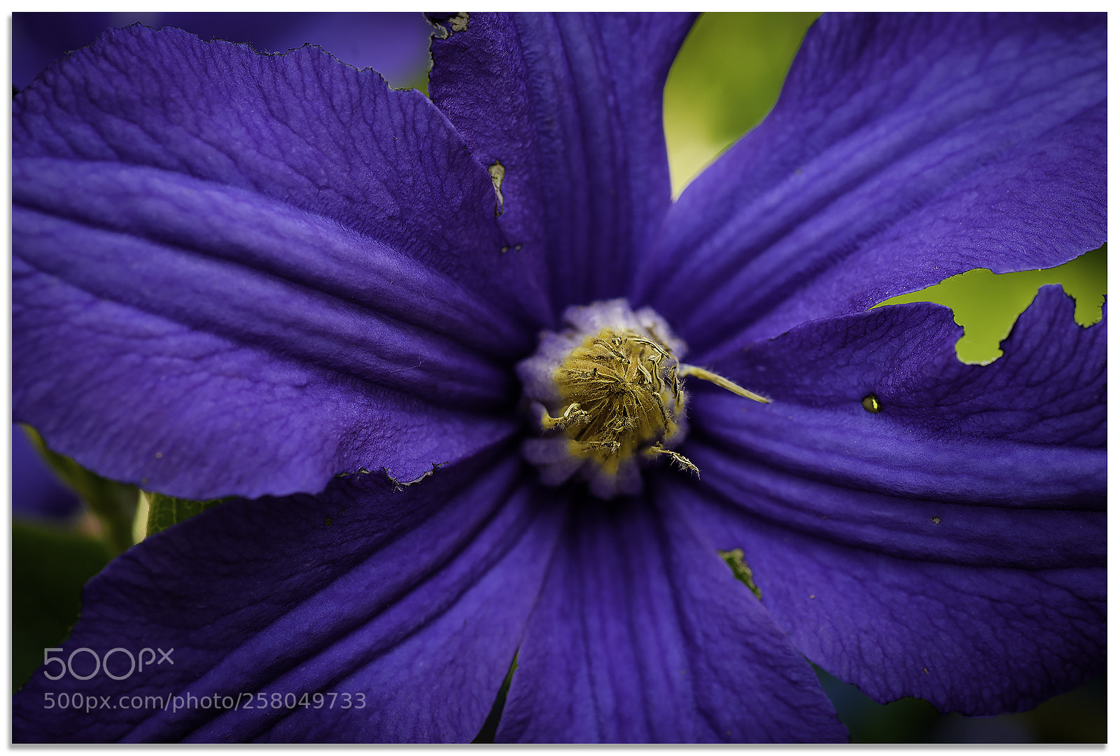 Nikon D750 sample photo. Blue photography